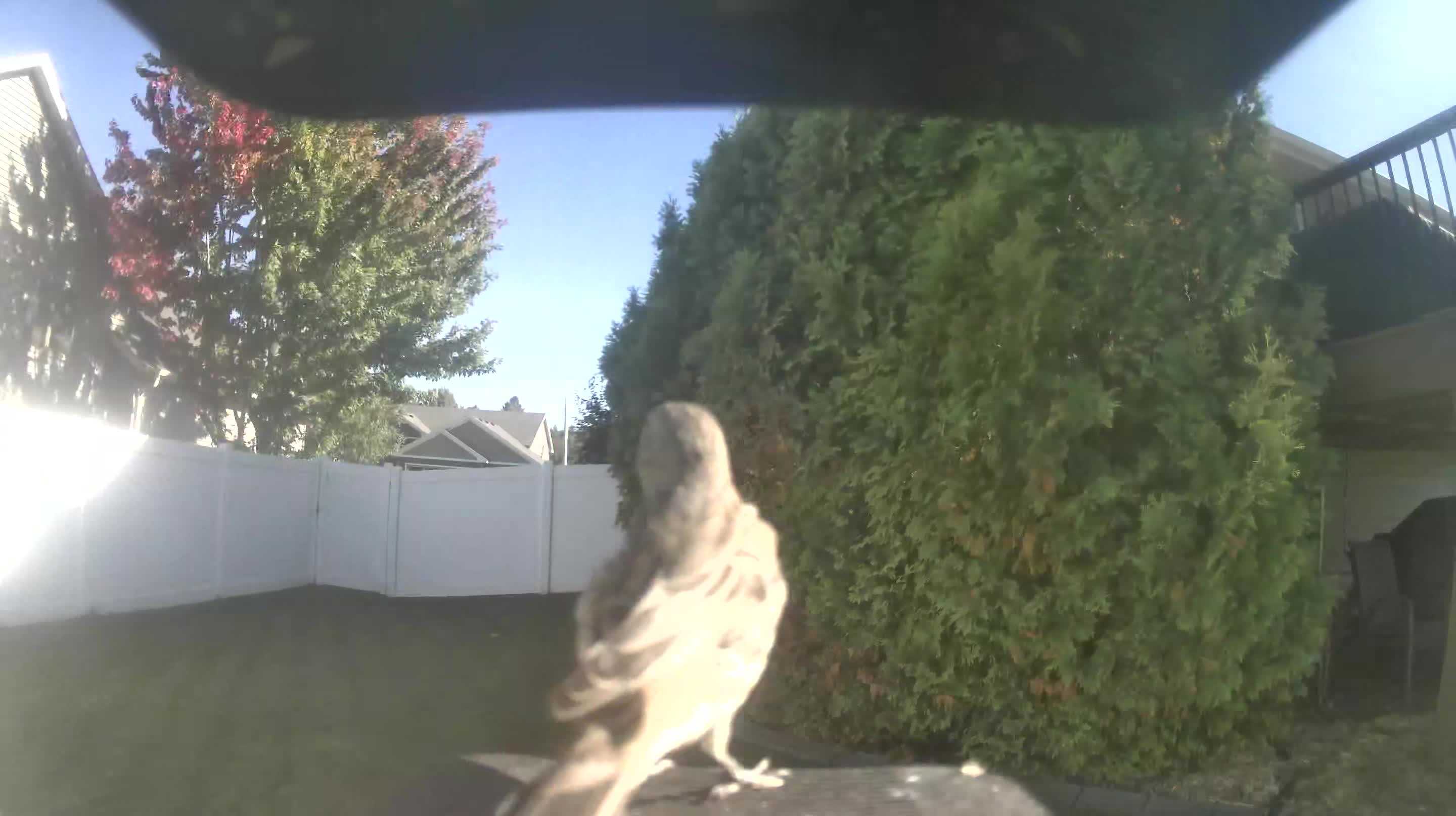 Mourning Dove