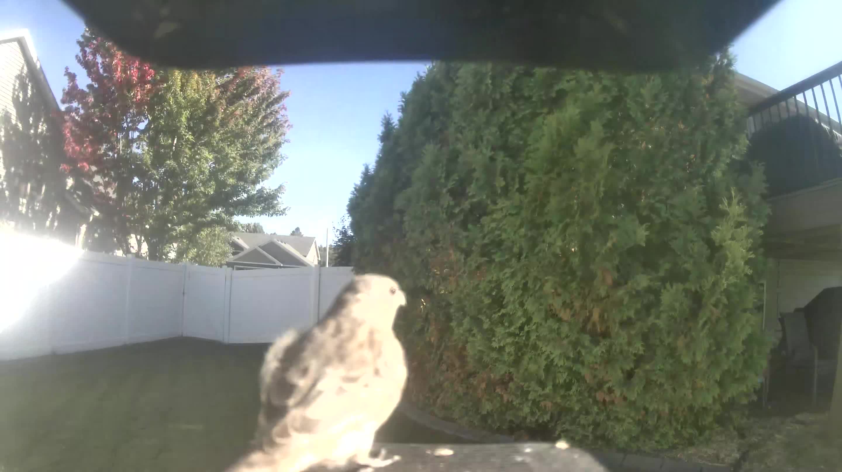 Mourning Dove