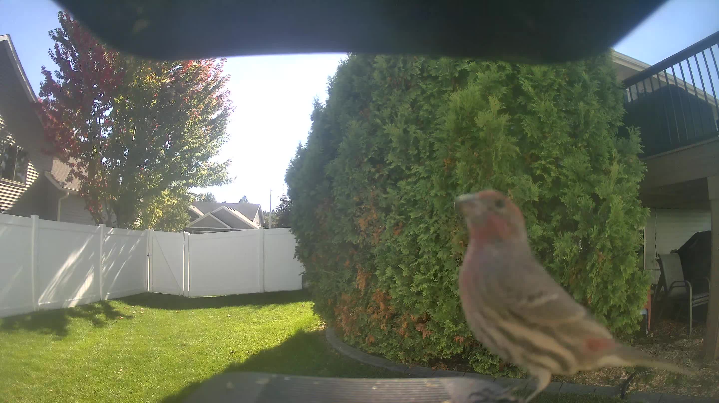 House Finch