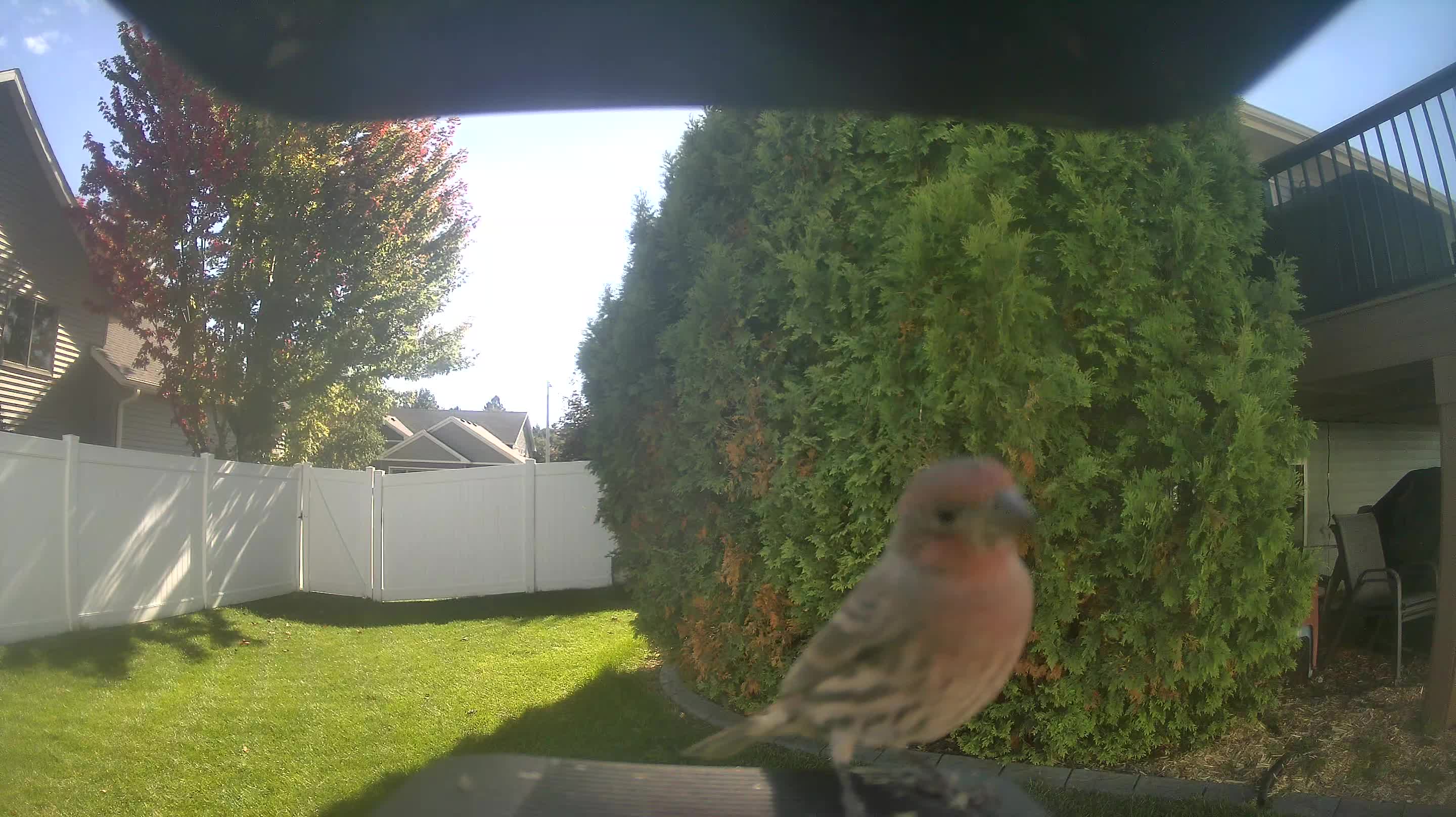 House Finch