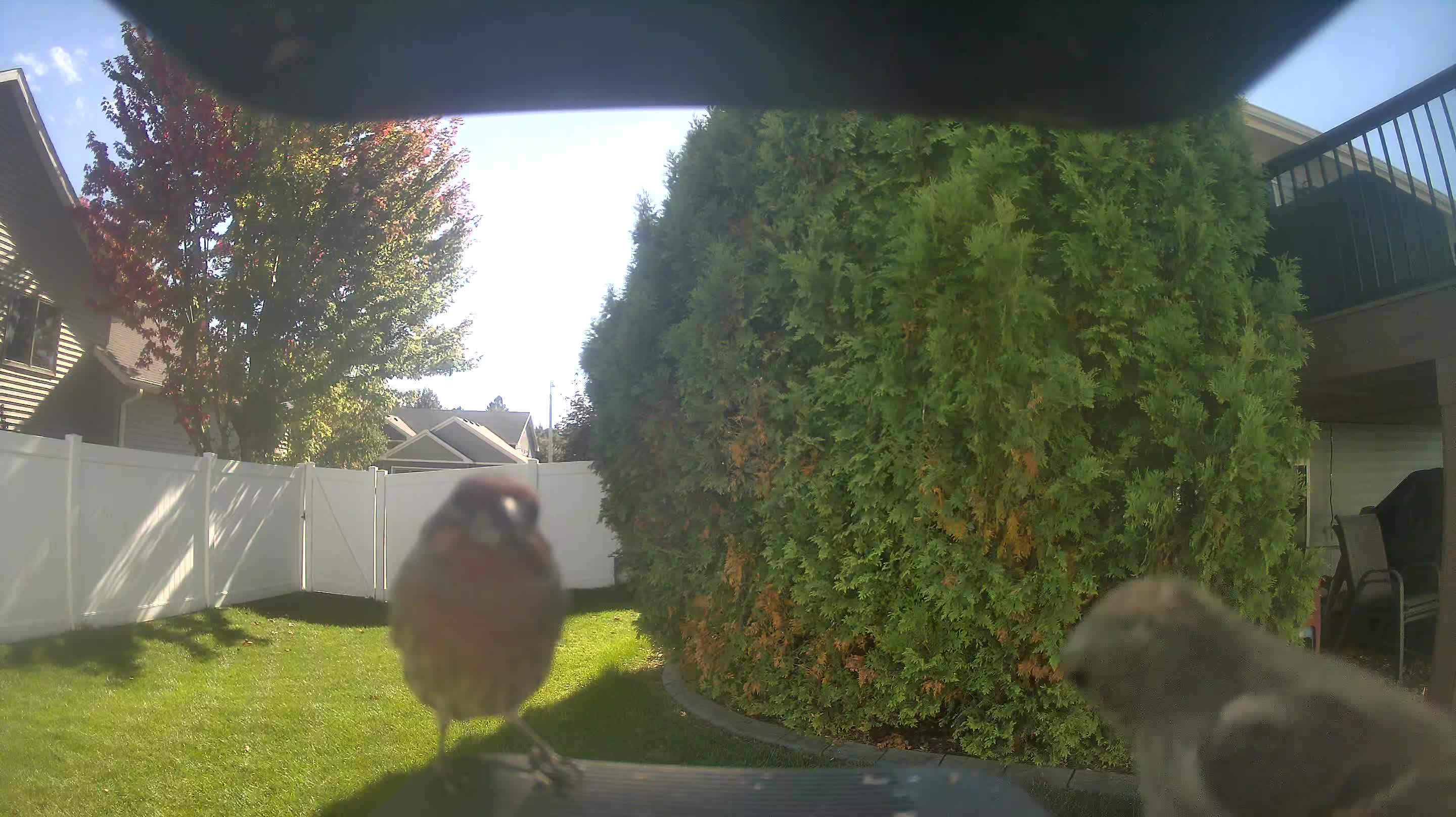 House Finch