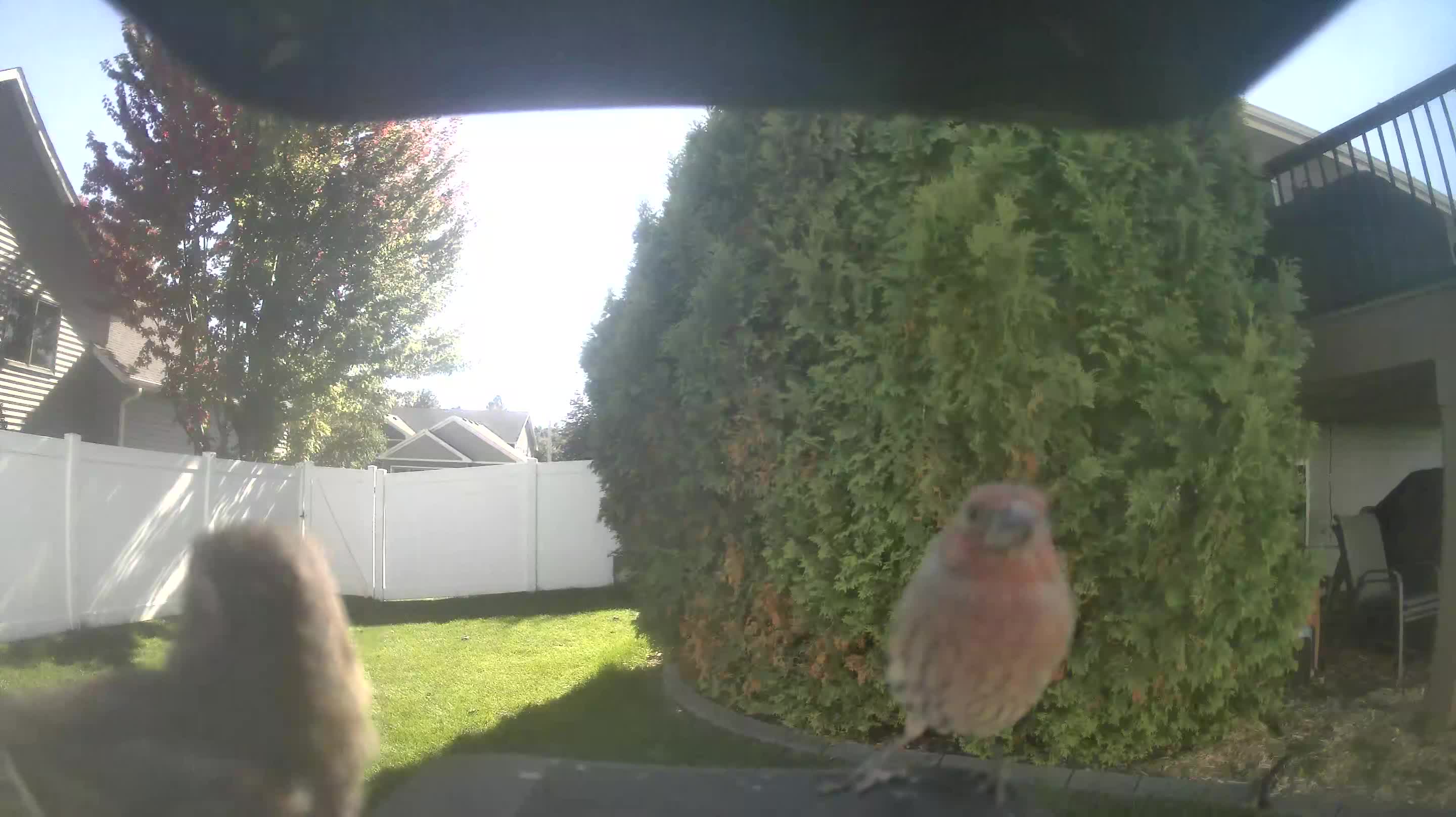 House Finch