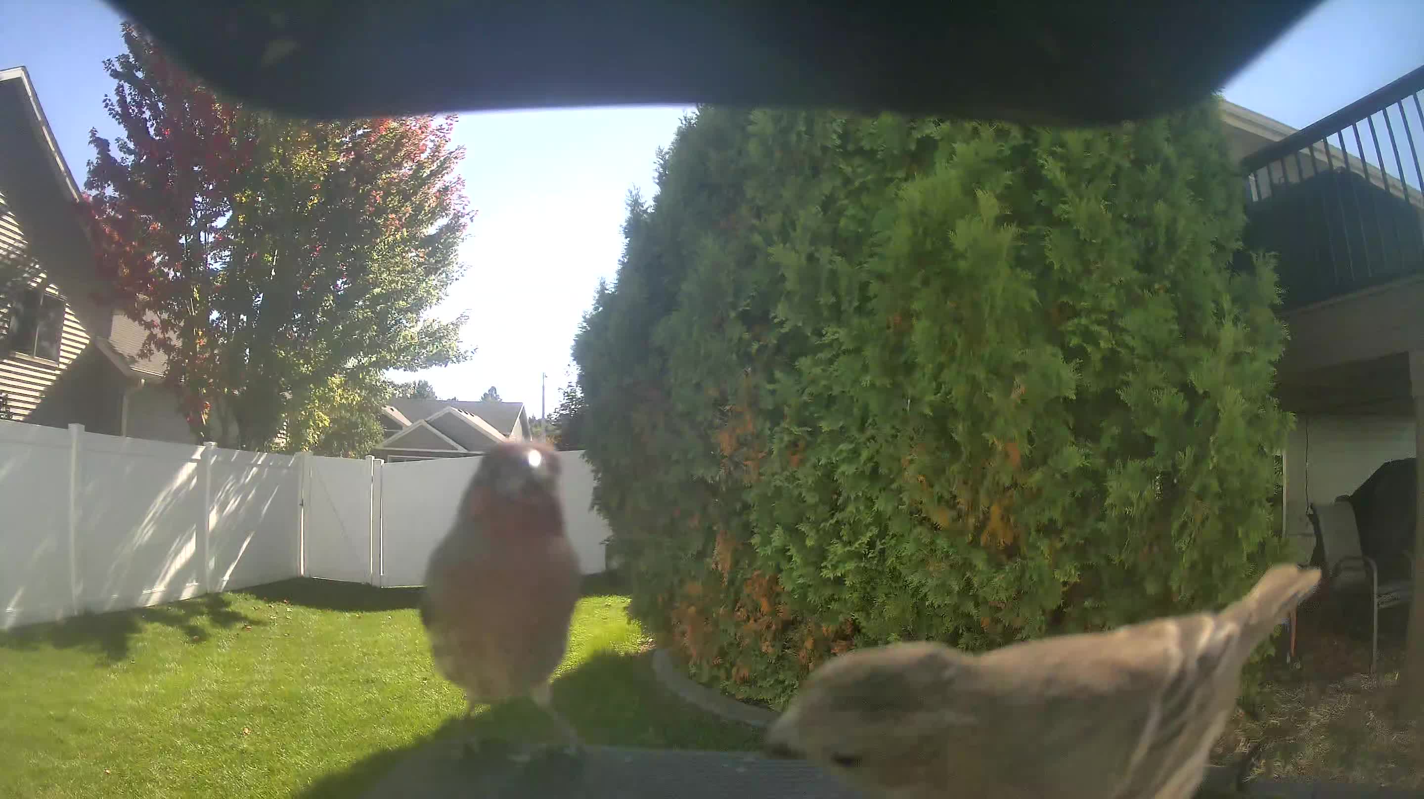 House Finch