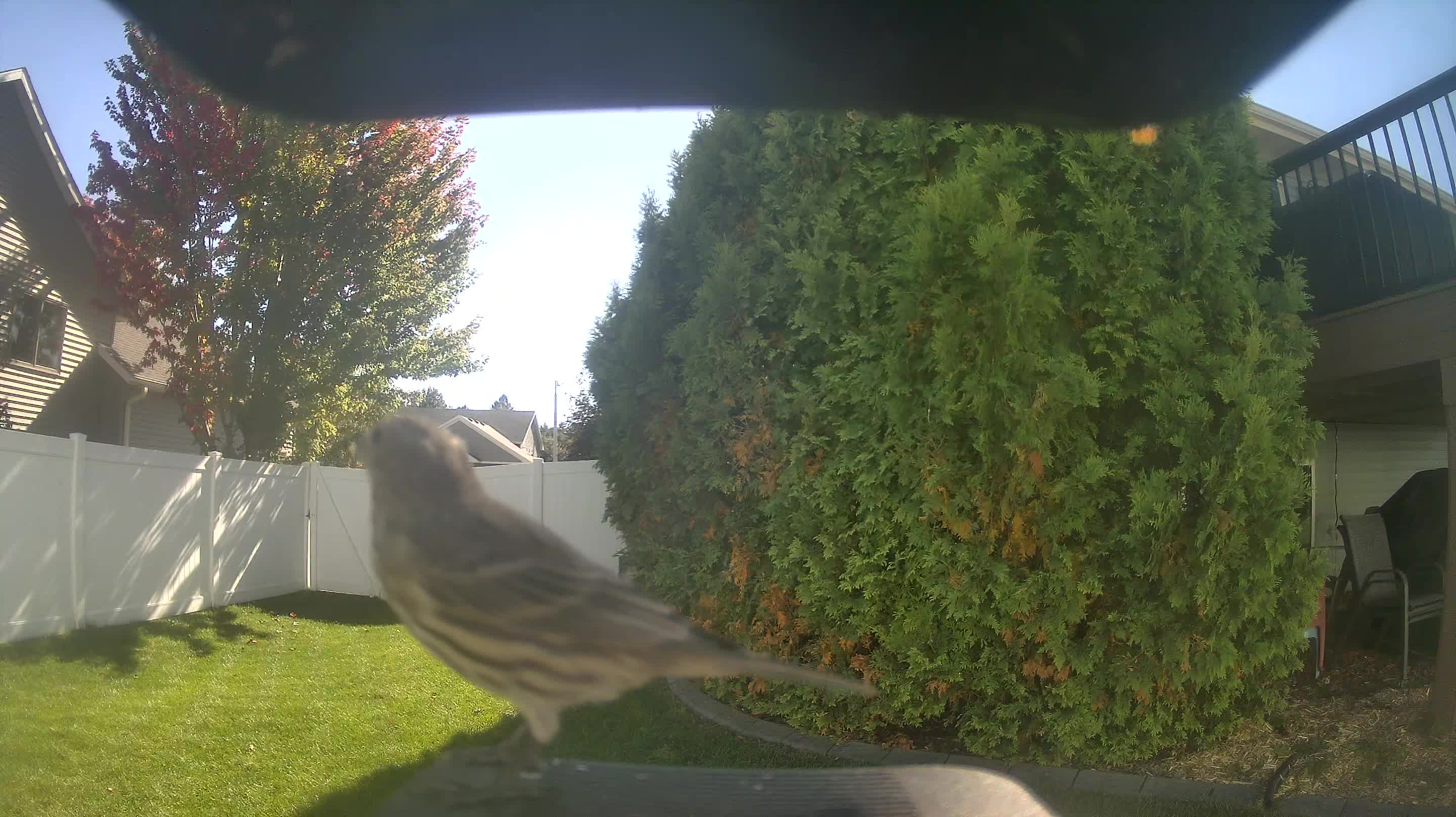 House Finch