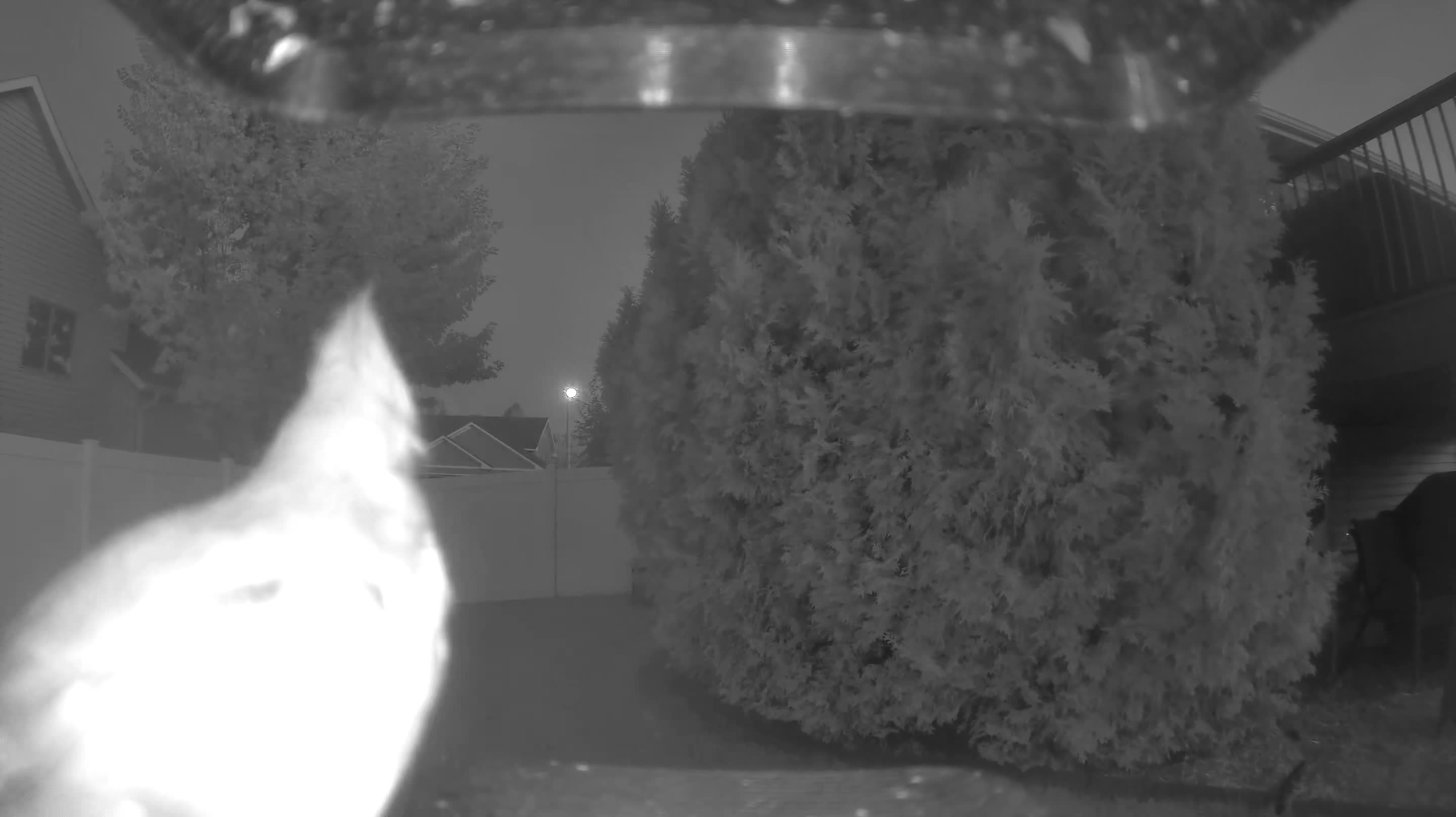 Northern Cardinal