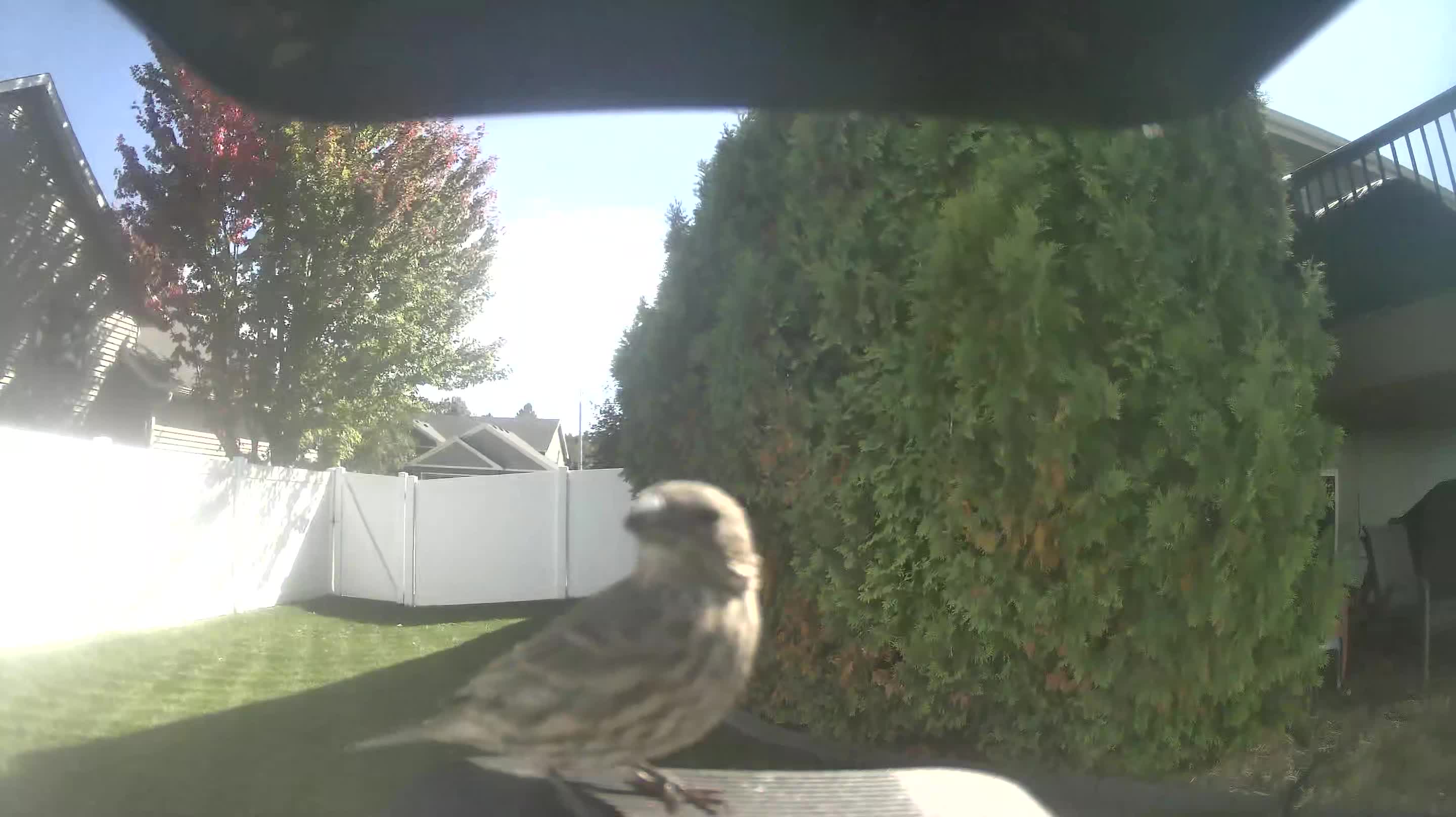 House Finch