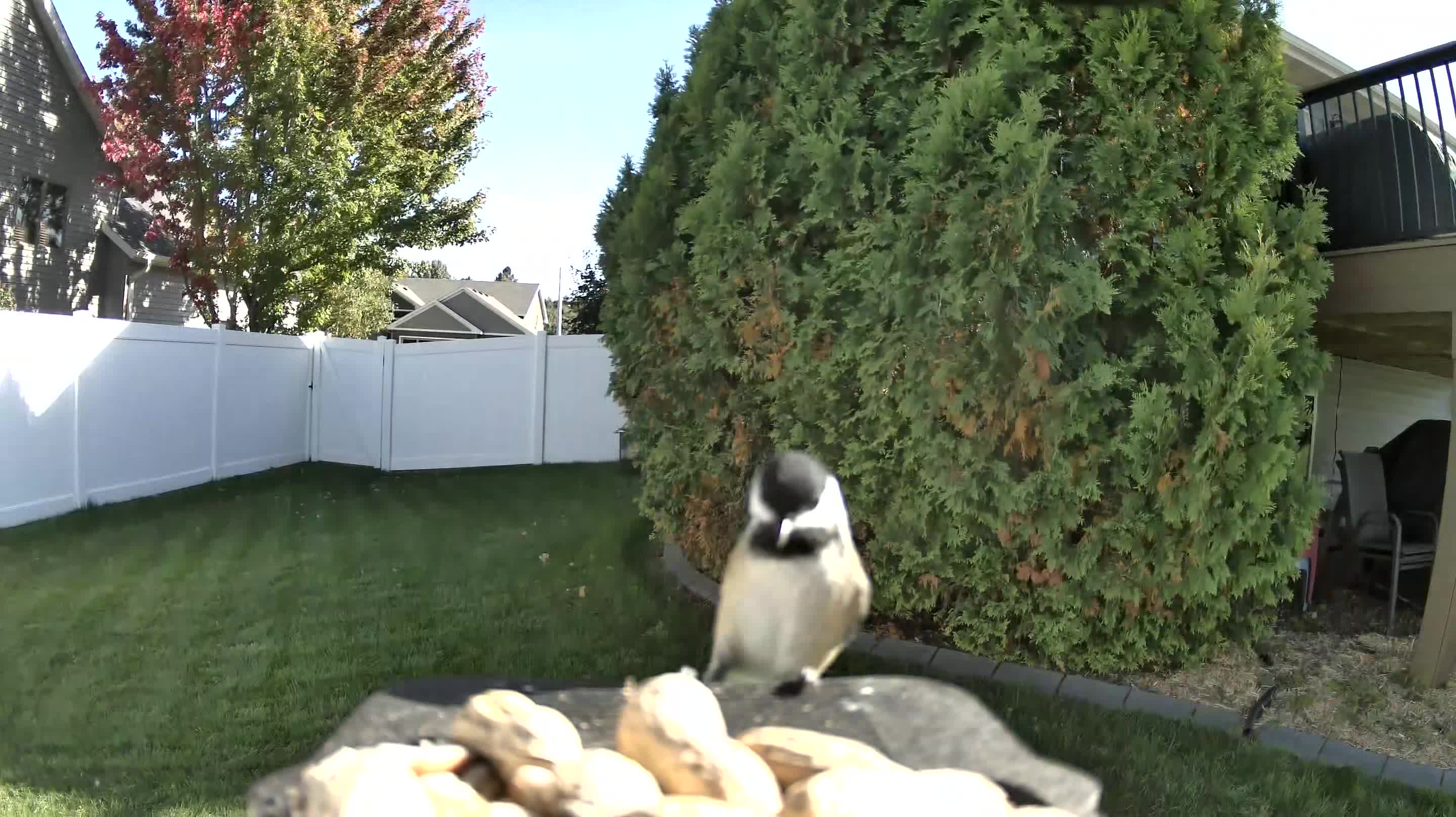 Black-capped Chickadee