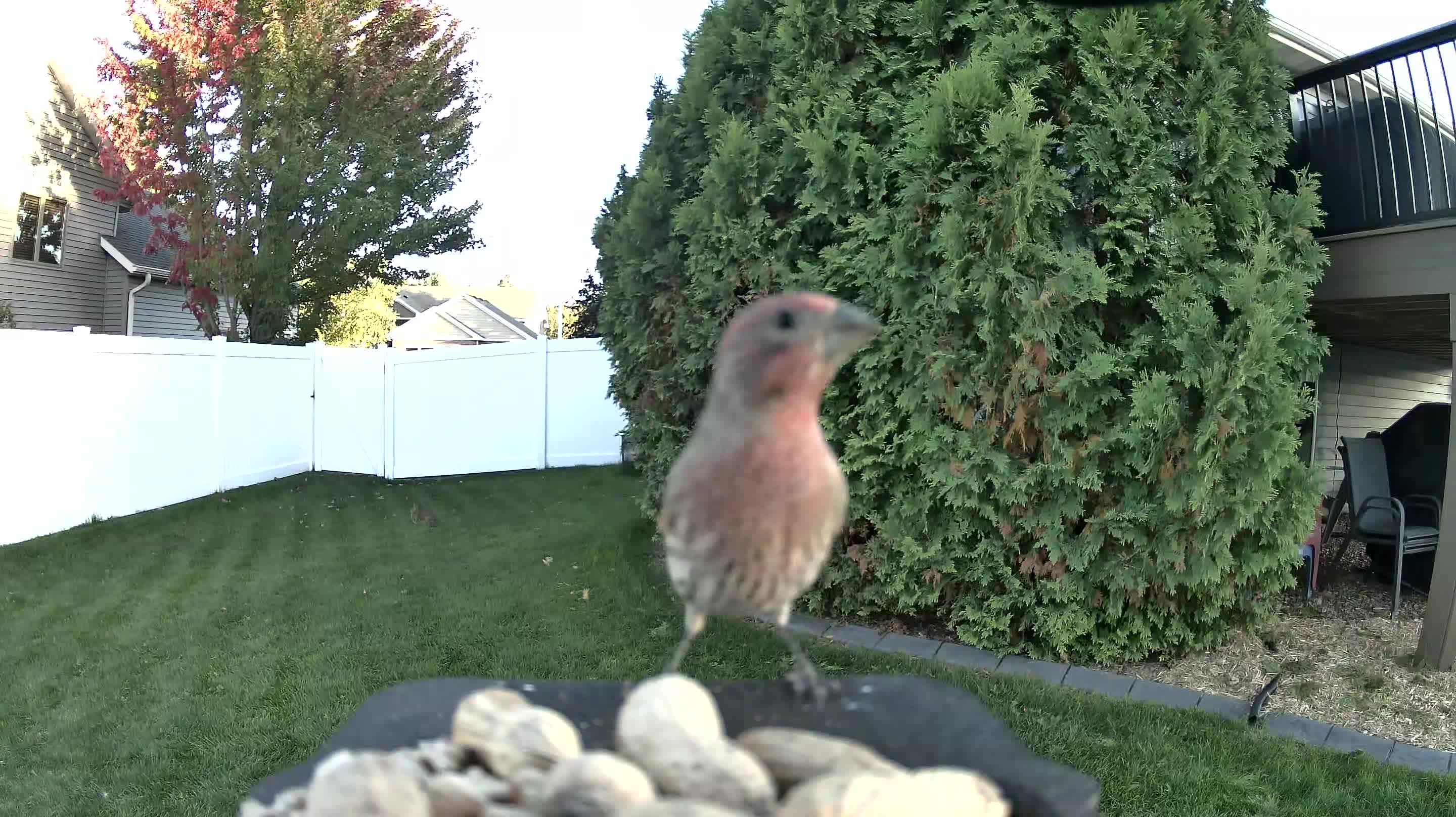 House Finch