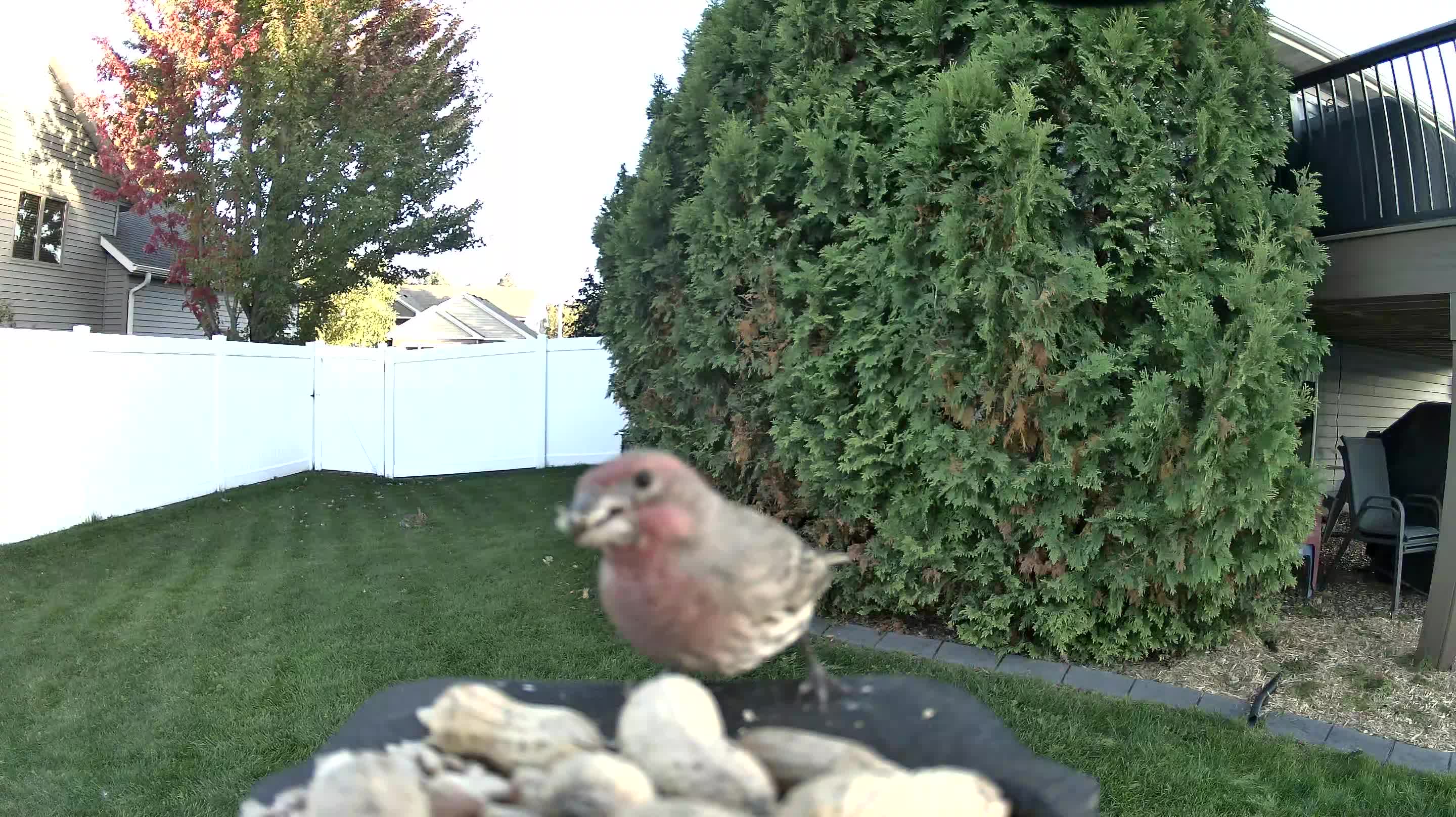House Finch