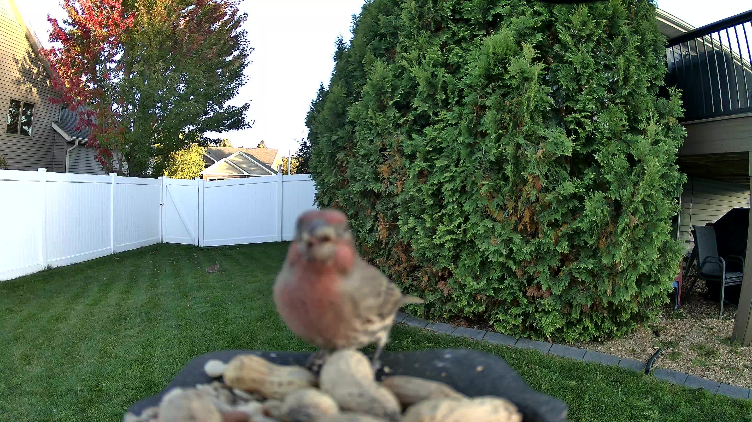 House Finch