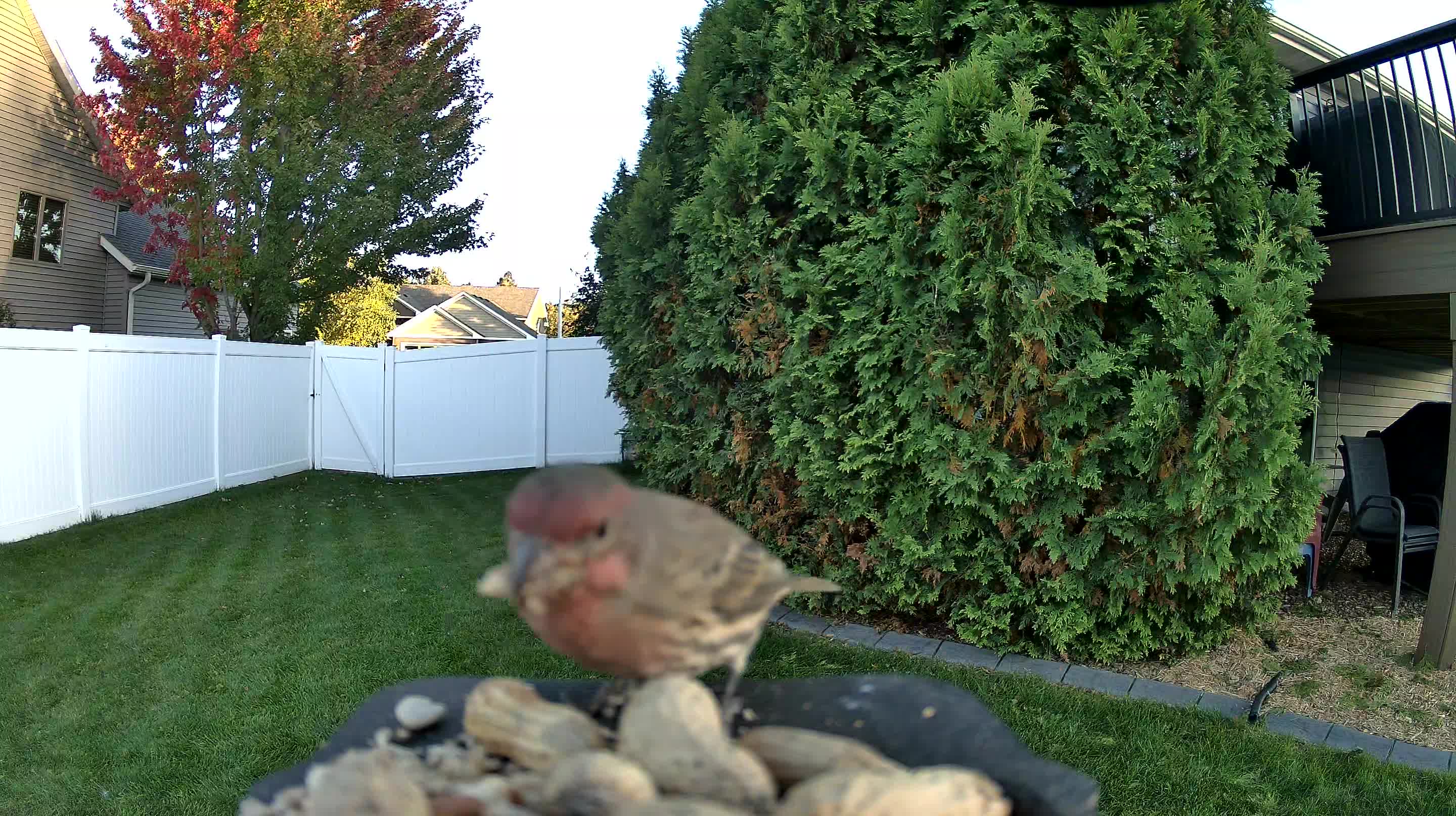 House Finch