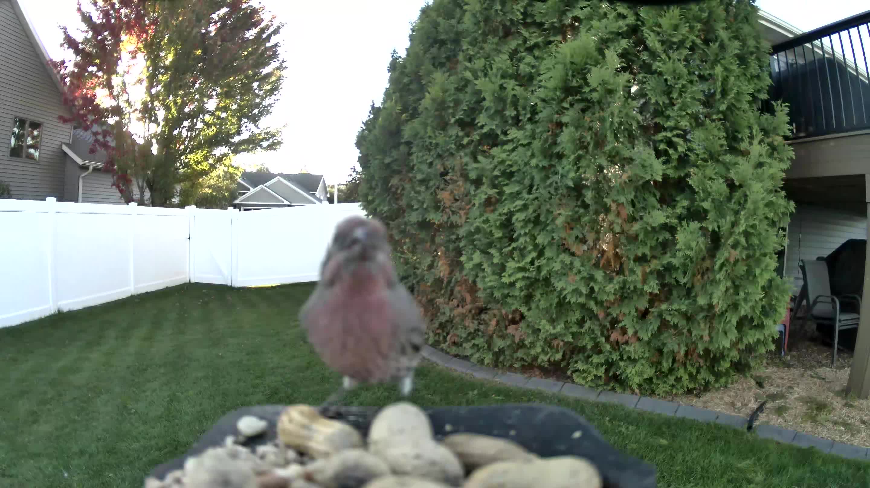 House Finch