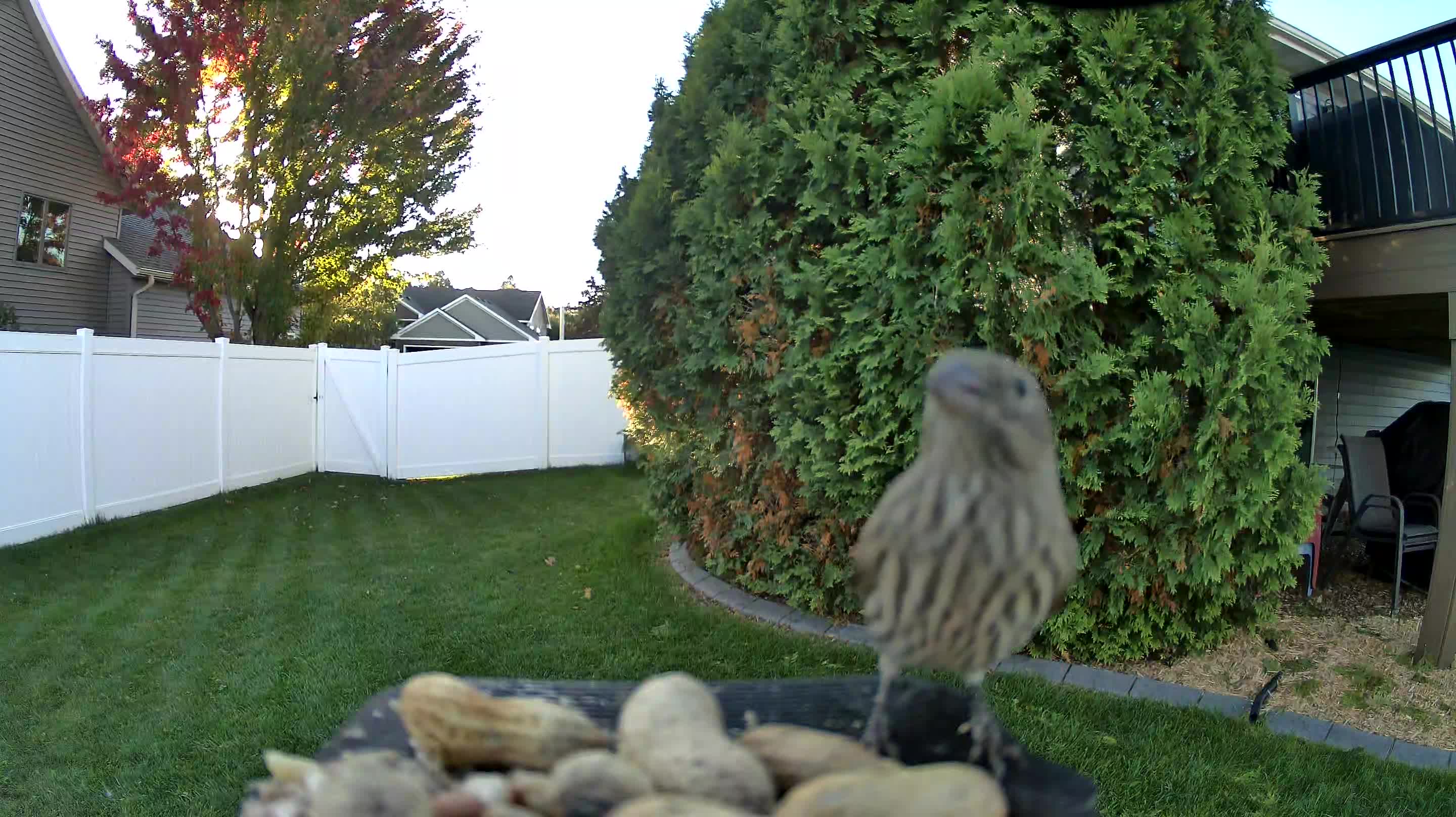 House Finch