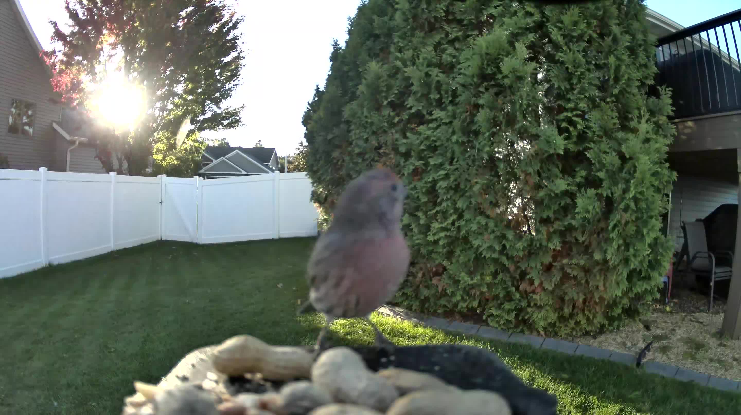 House Finch