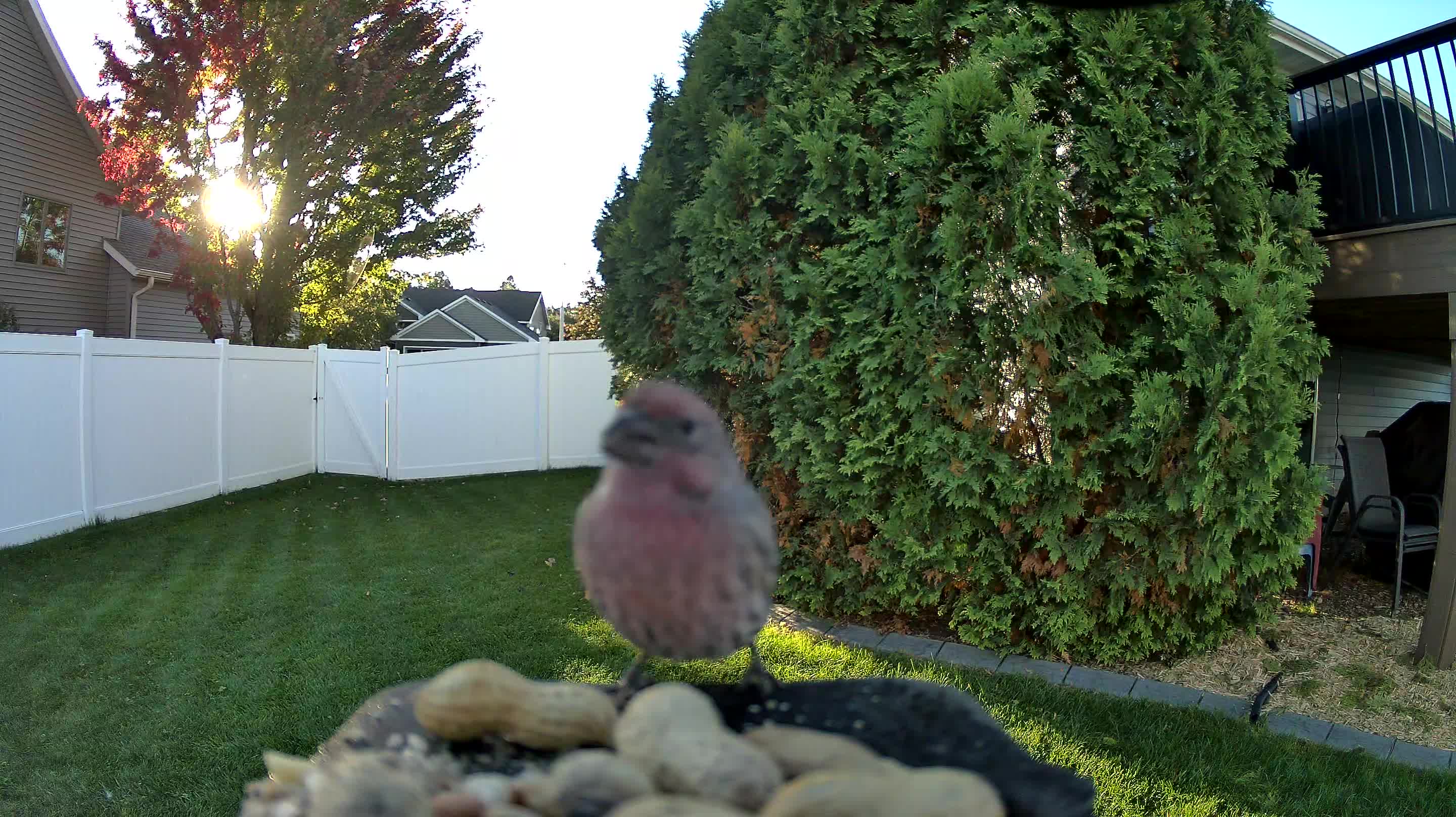 House Finch