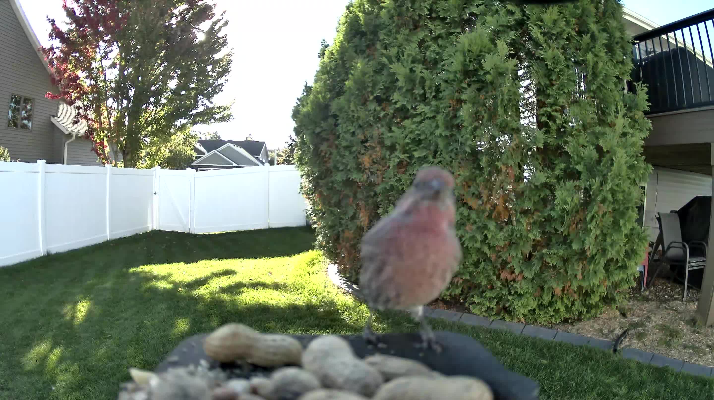 House Finch