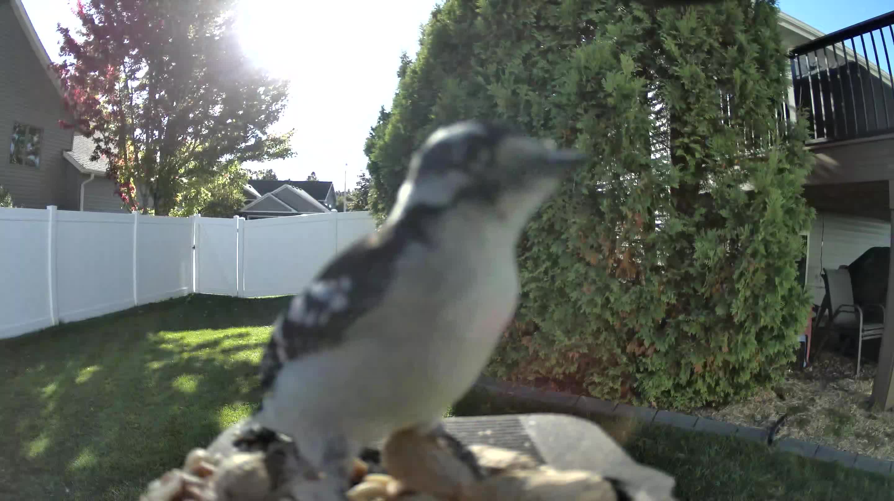 Downy Woodpecker