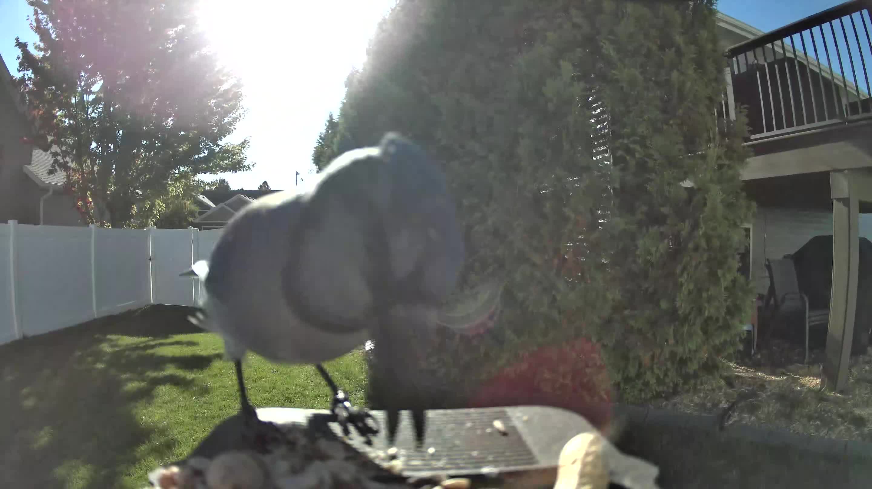 Blue Jay