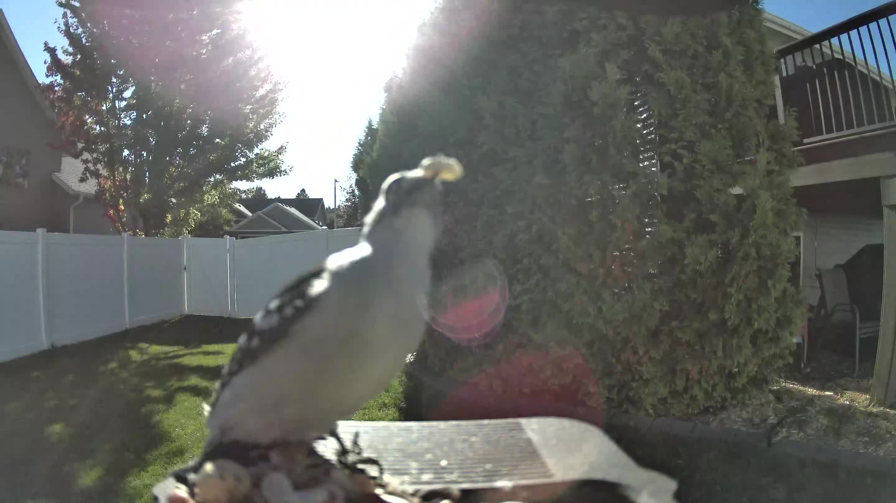 Downy Woodpecker