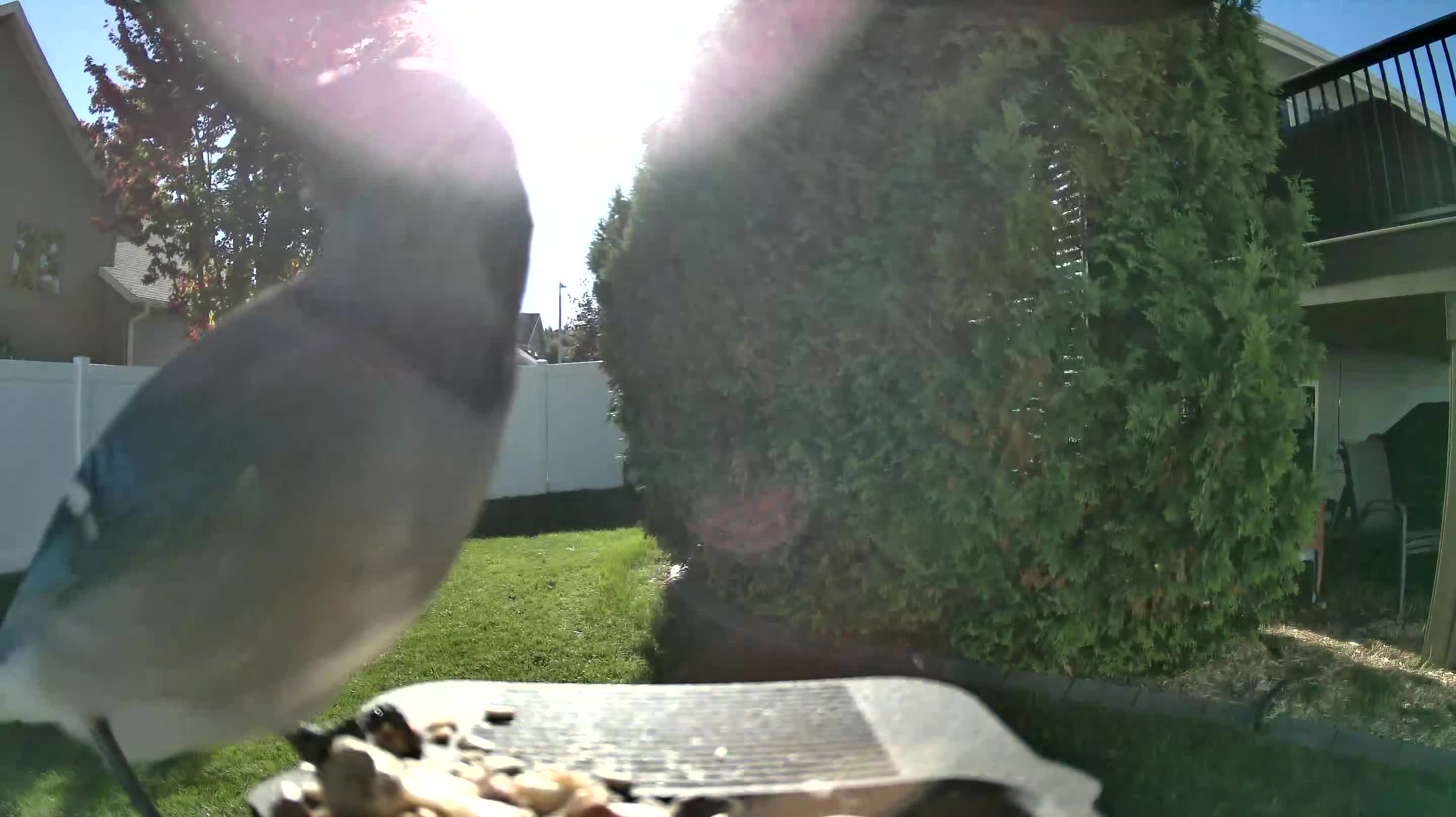 Blue Jay