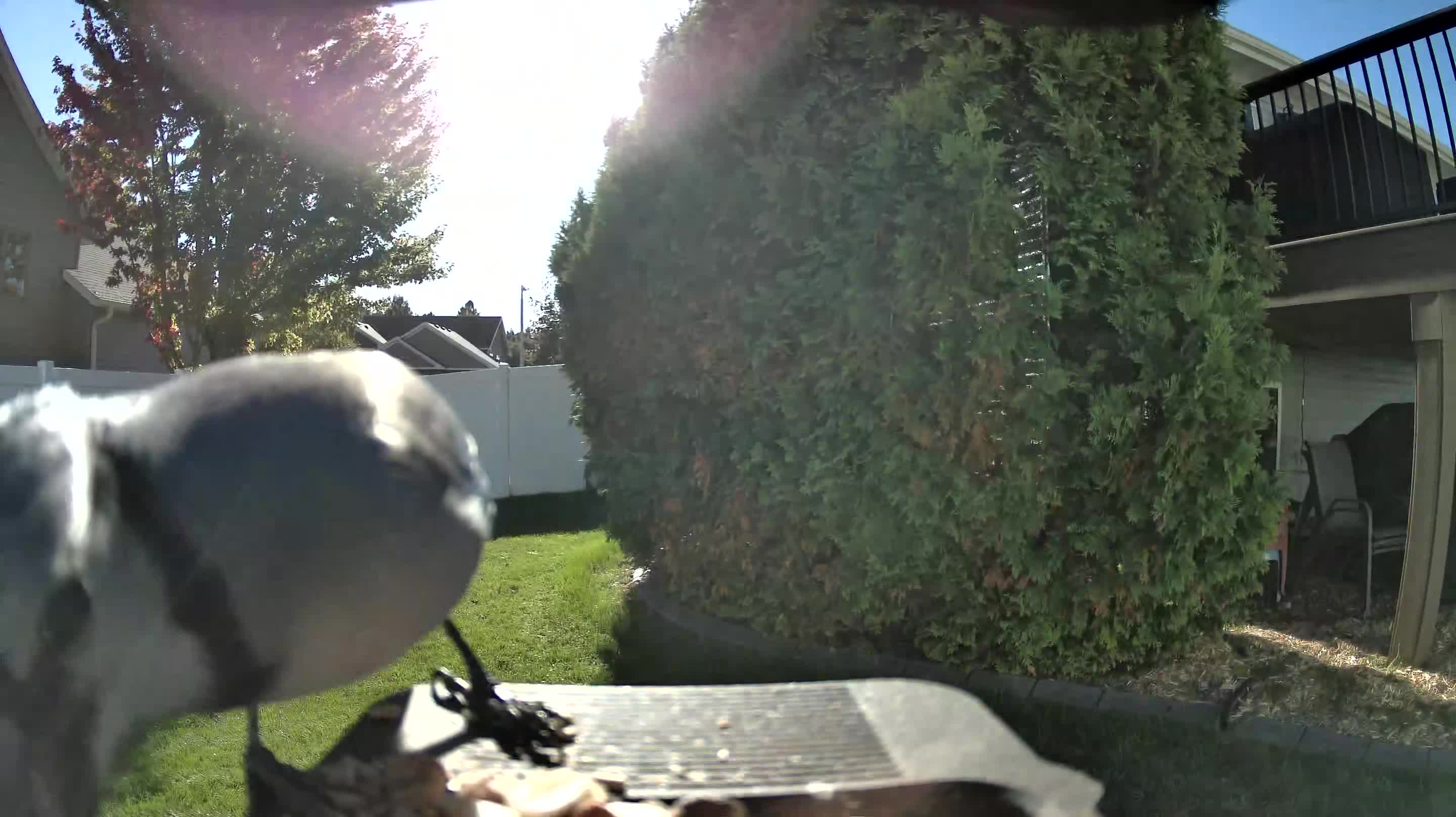 Blue Jay