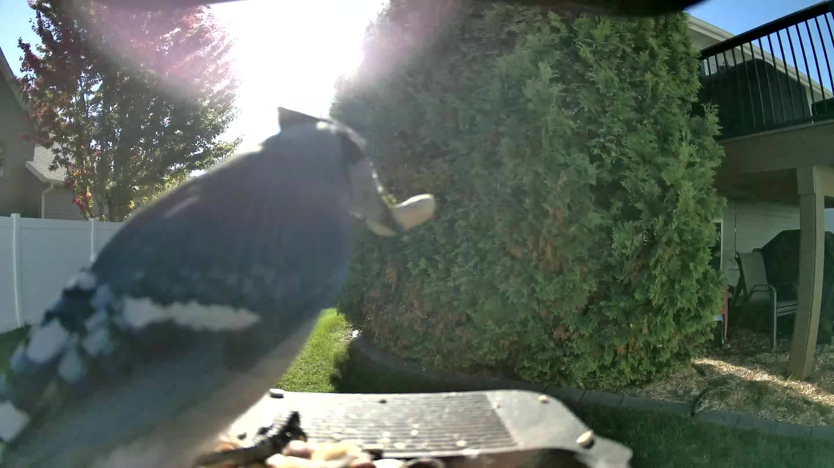 Blue Jay