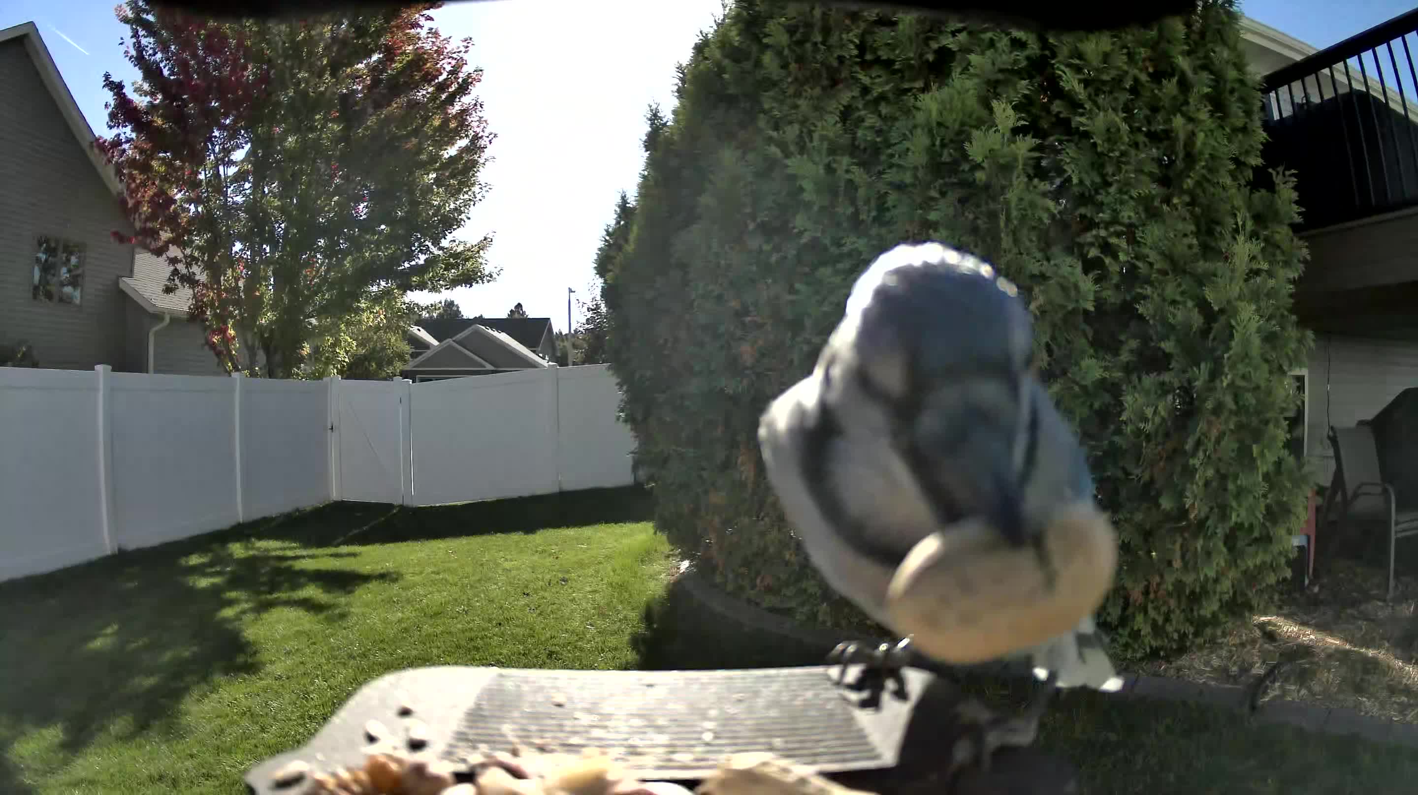 Blue Jay