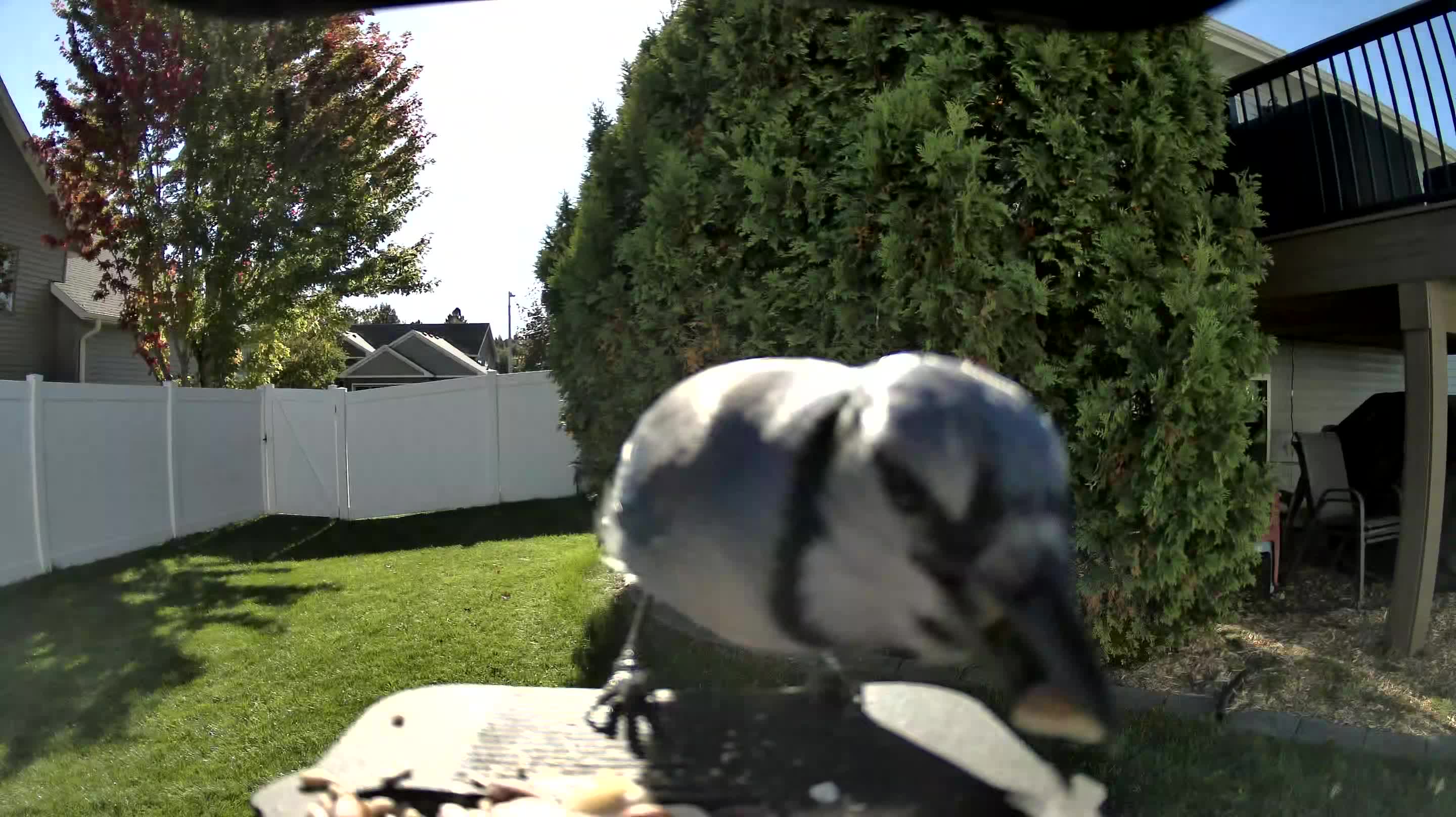 Blue Jay