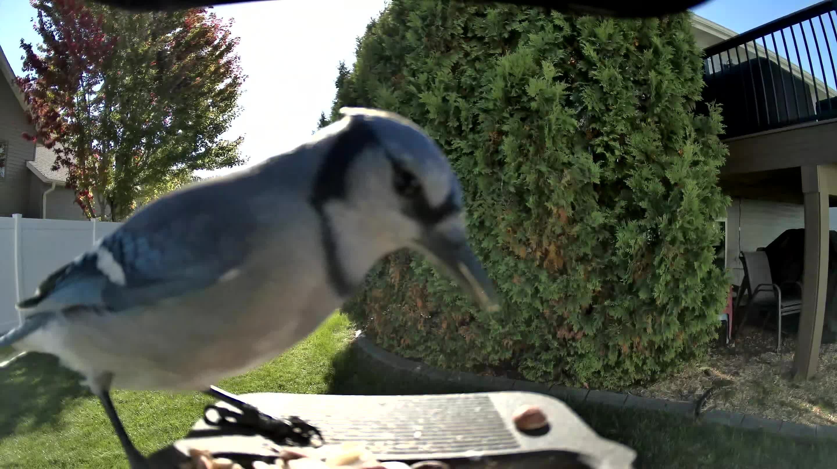 Blue Jay