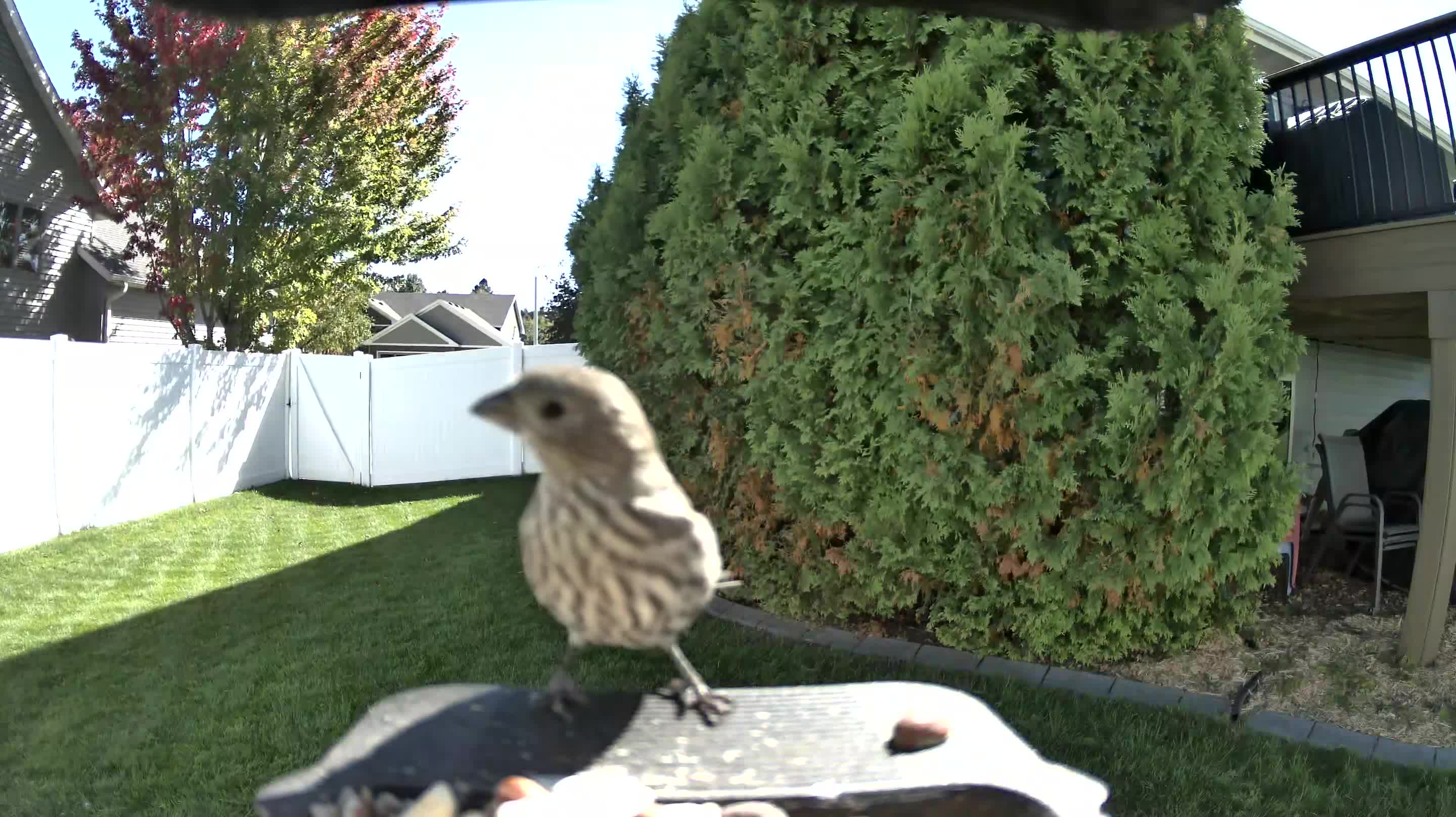 House Finch