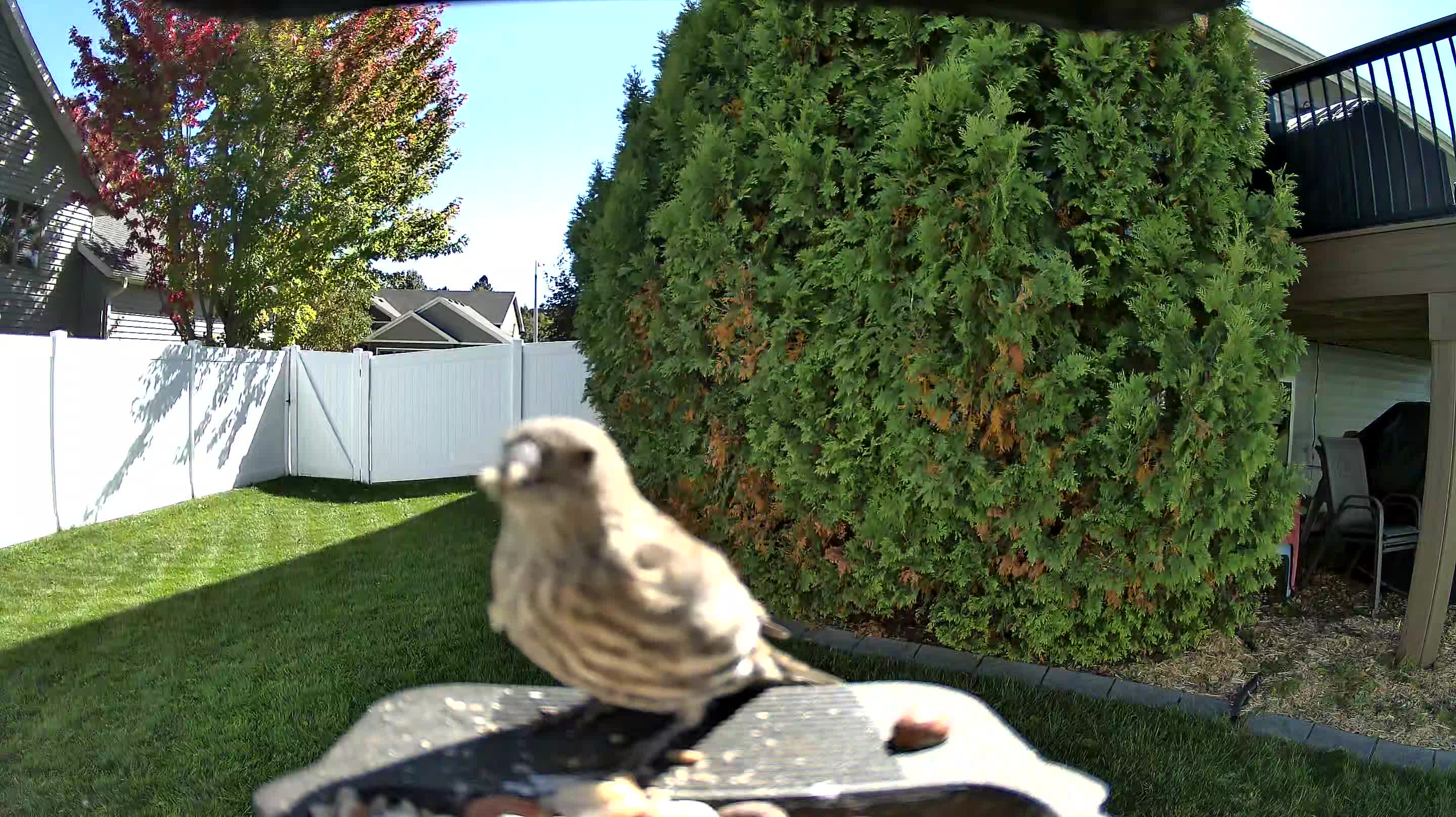 House Finch