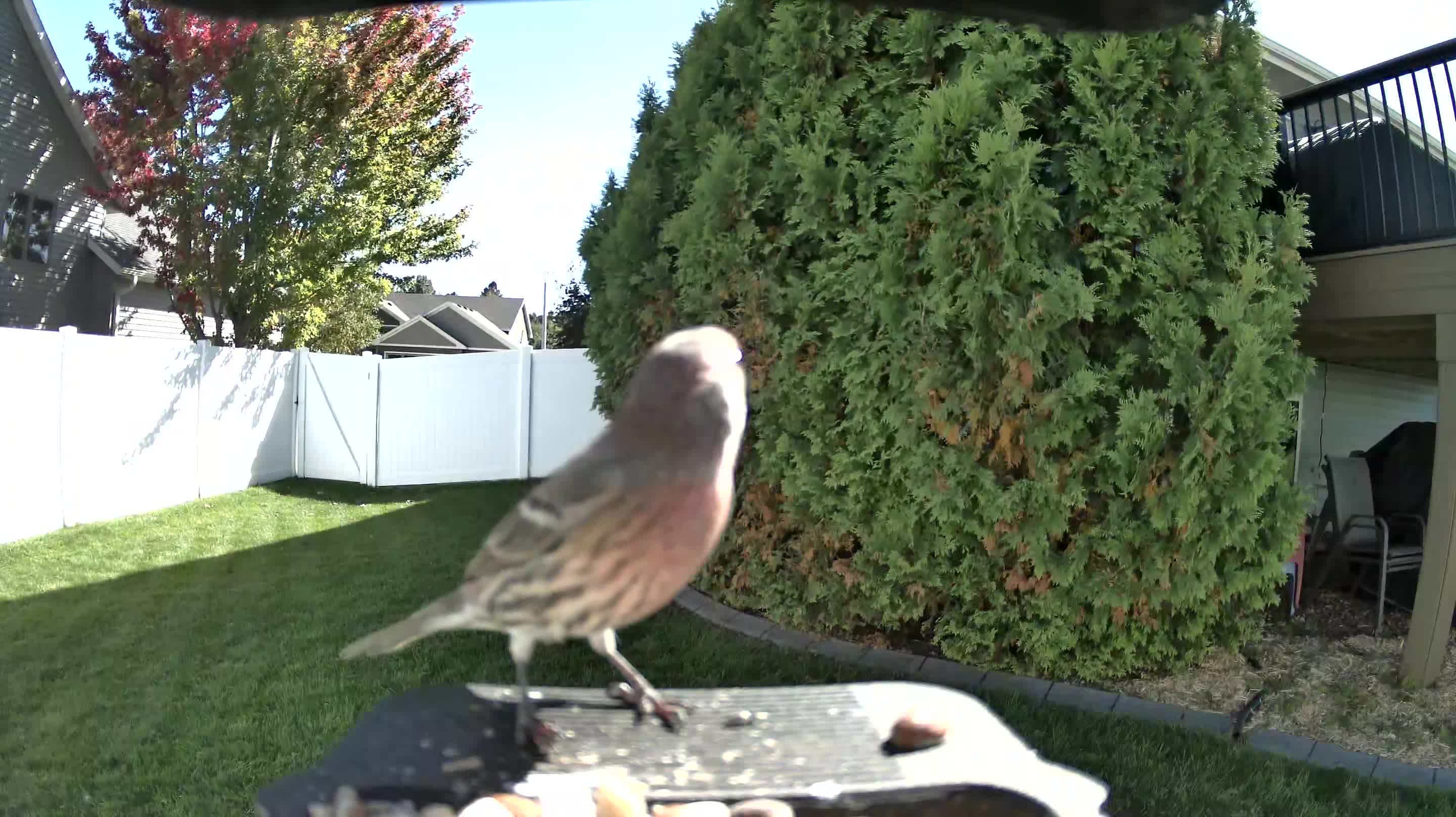 House Finch