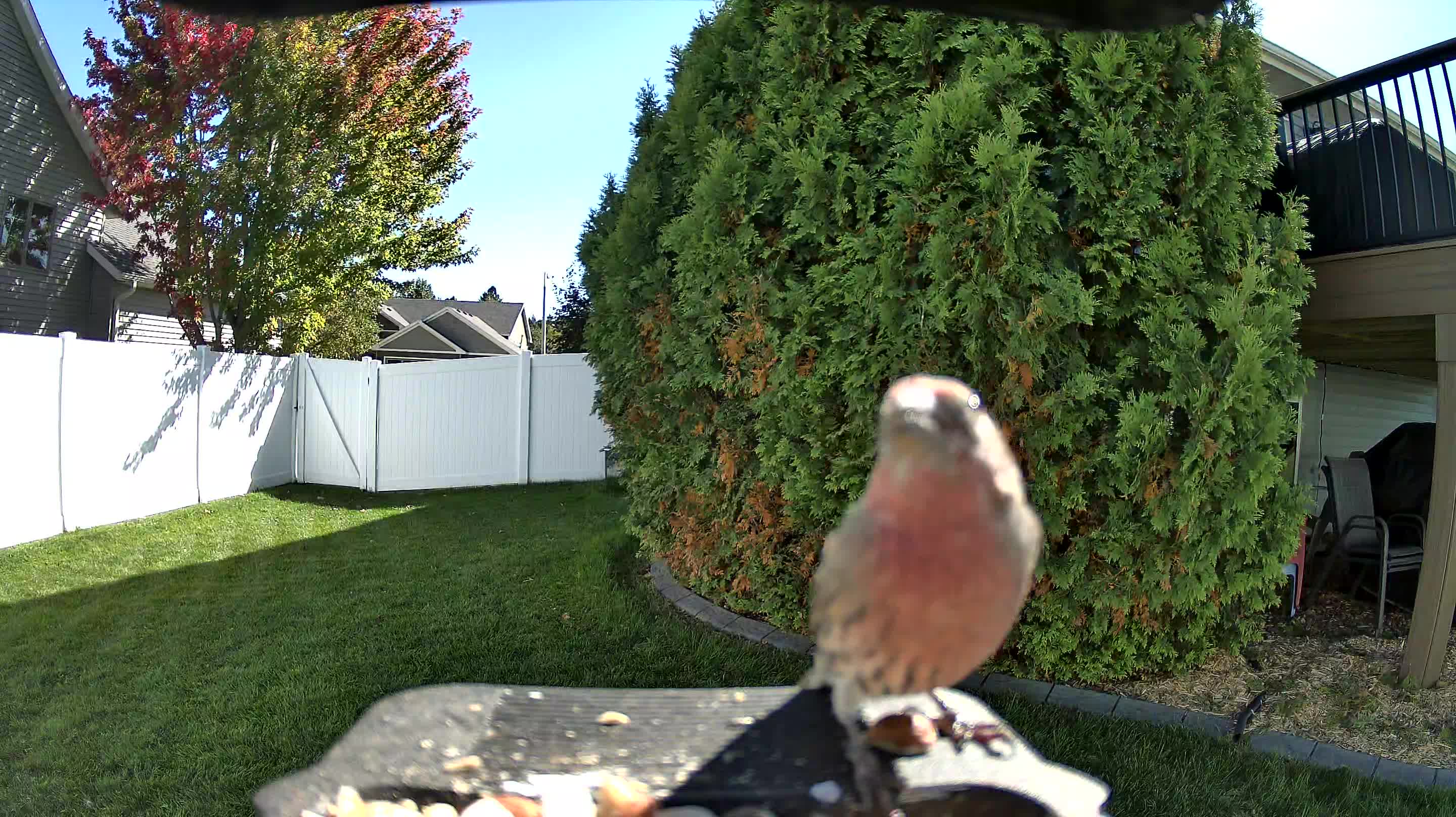 House Finch