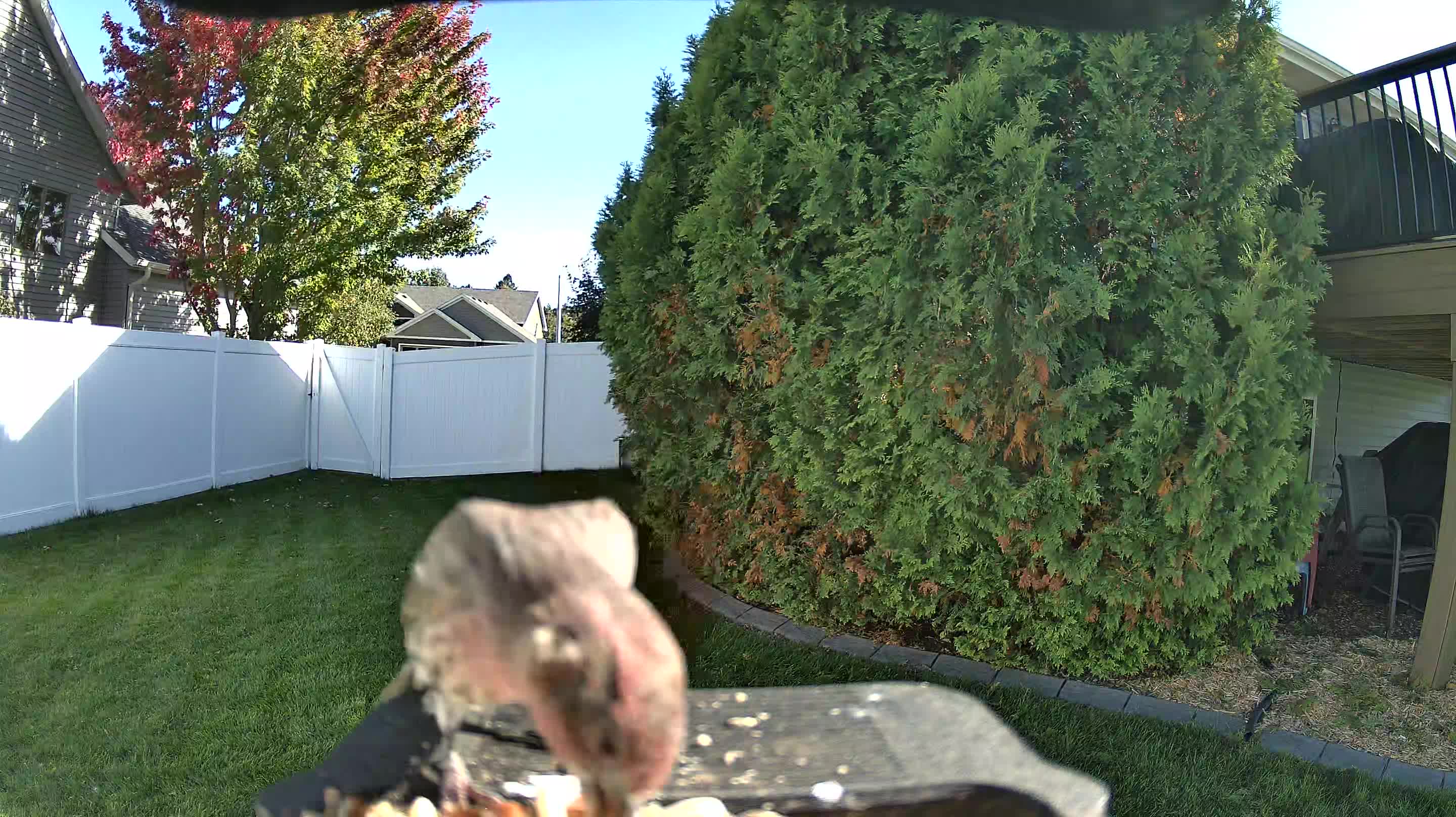House Finch