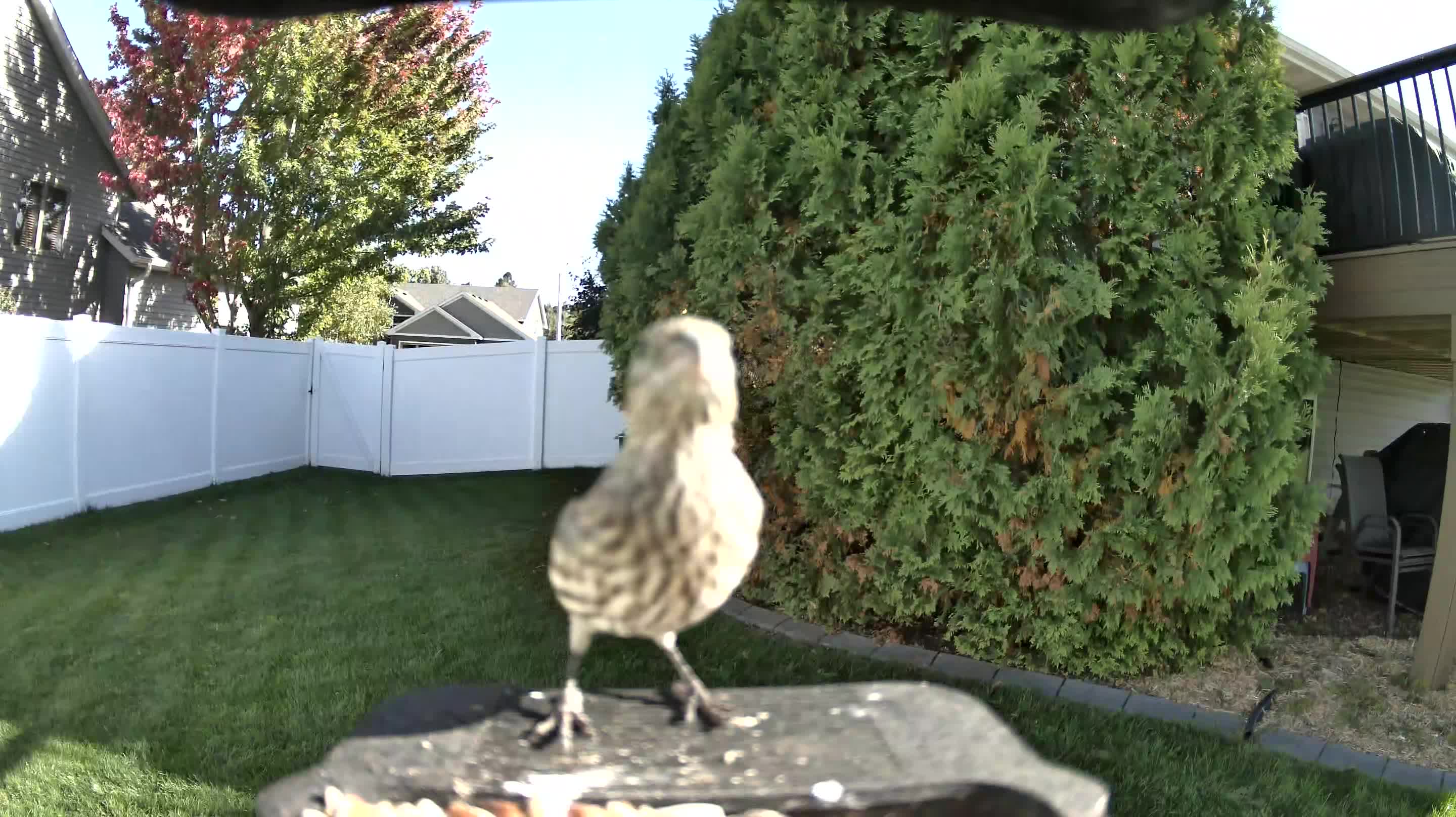 House Finch