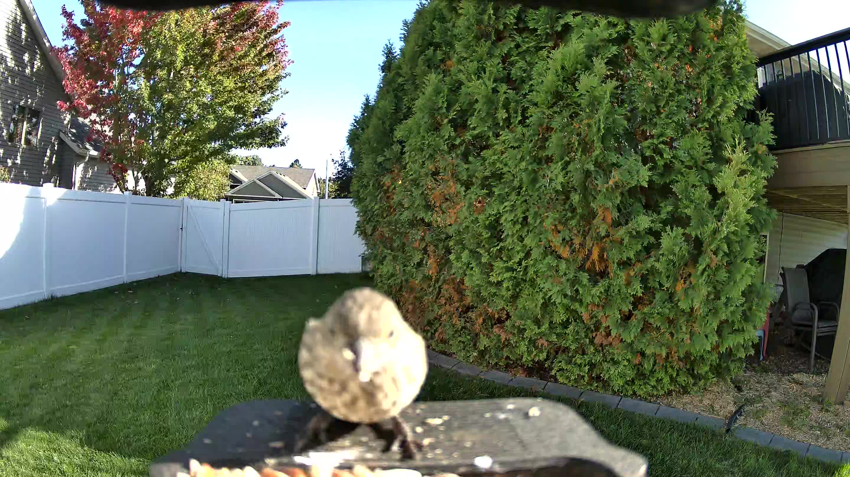 House Finch