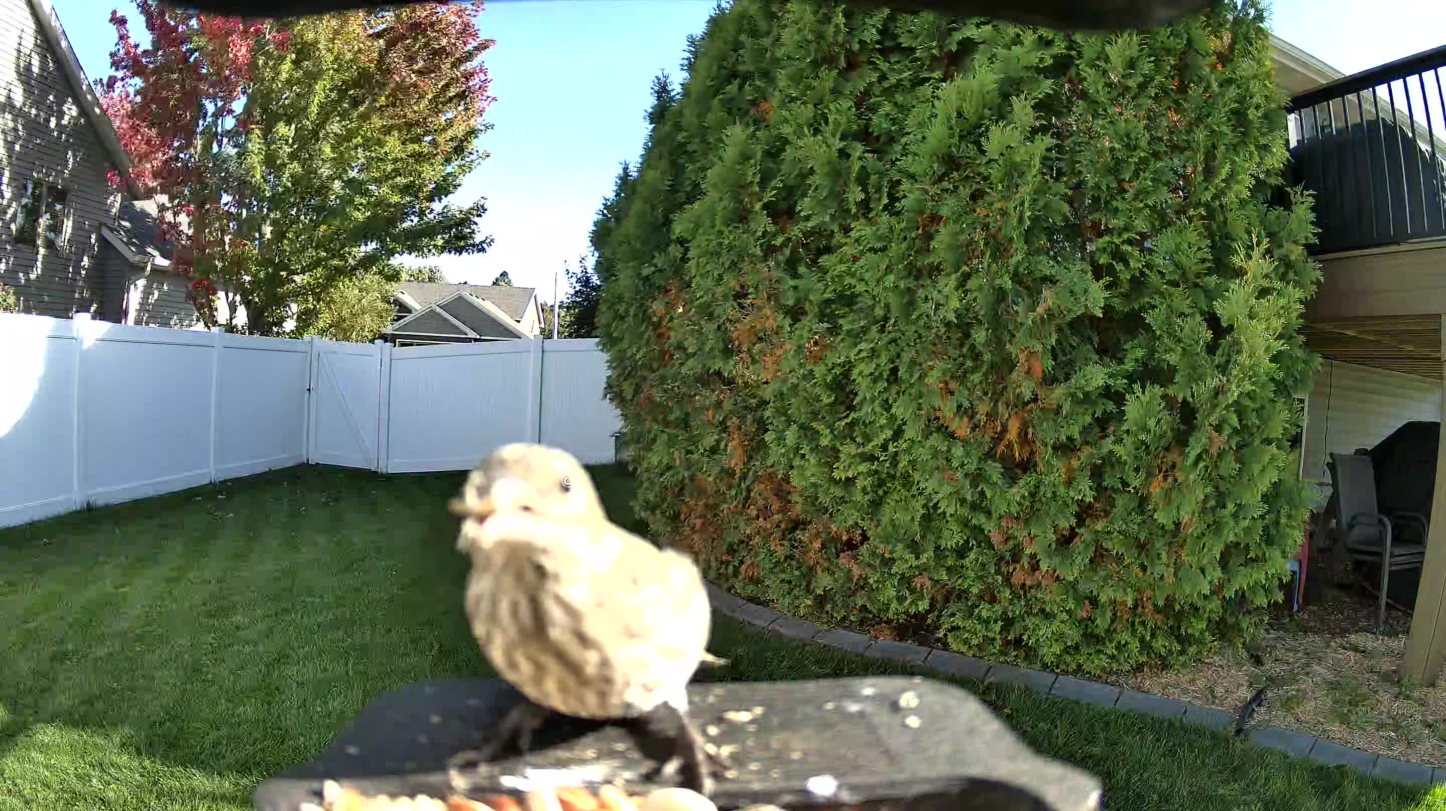 House Finch