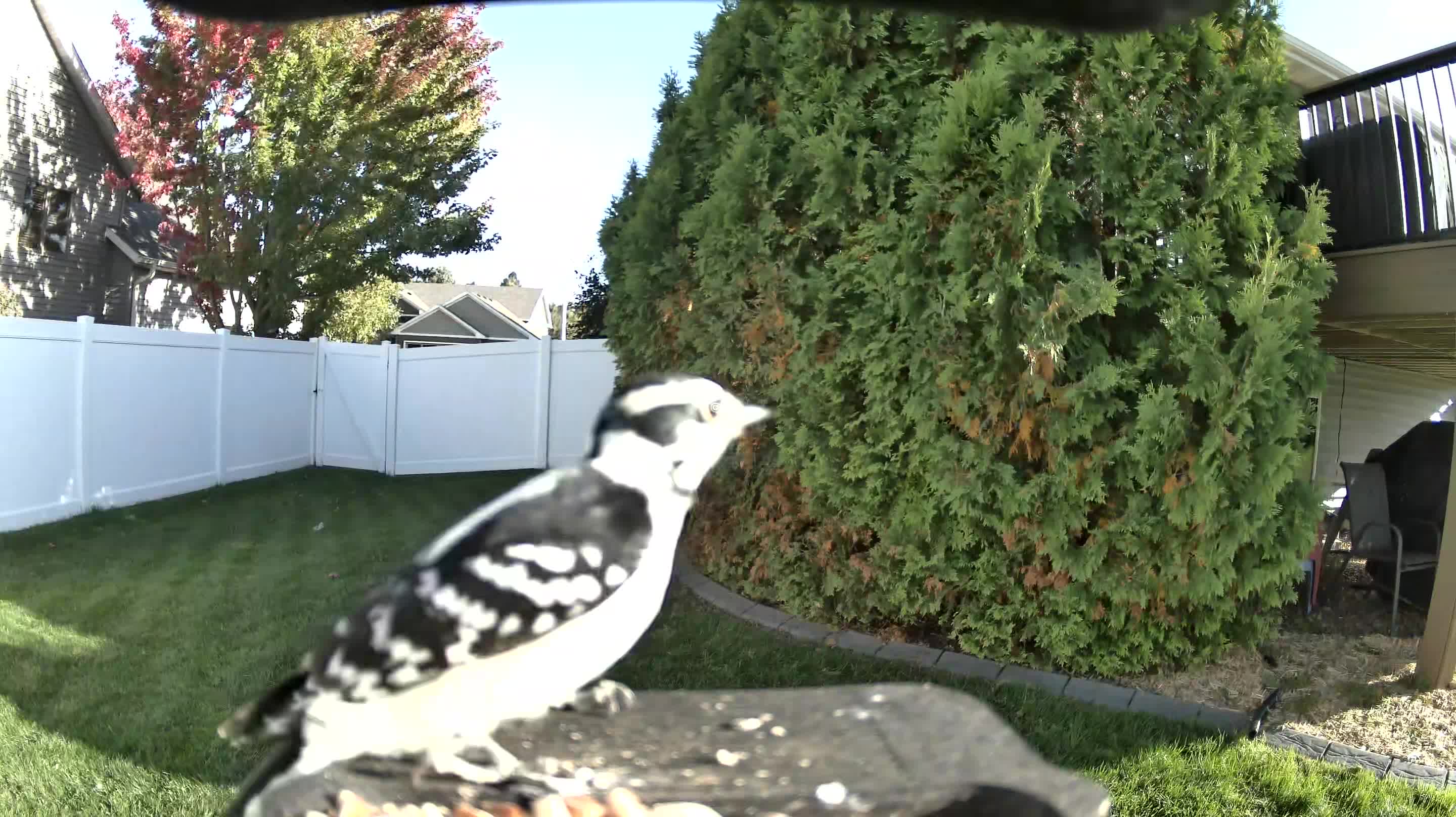 Downy Woodpecker