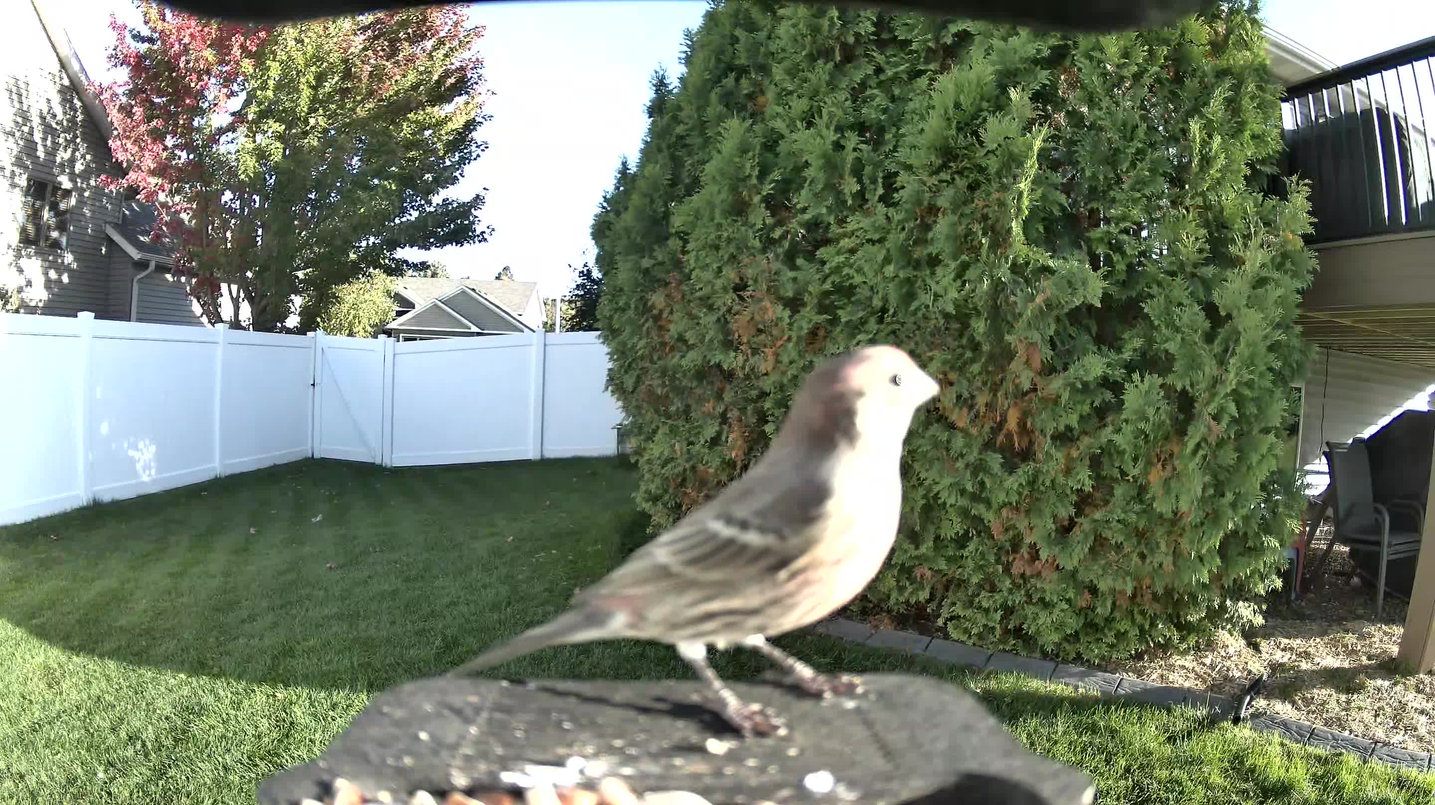 House Finch