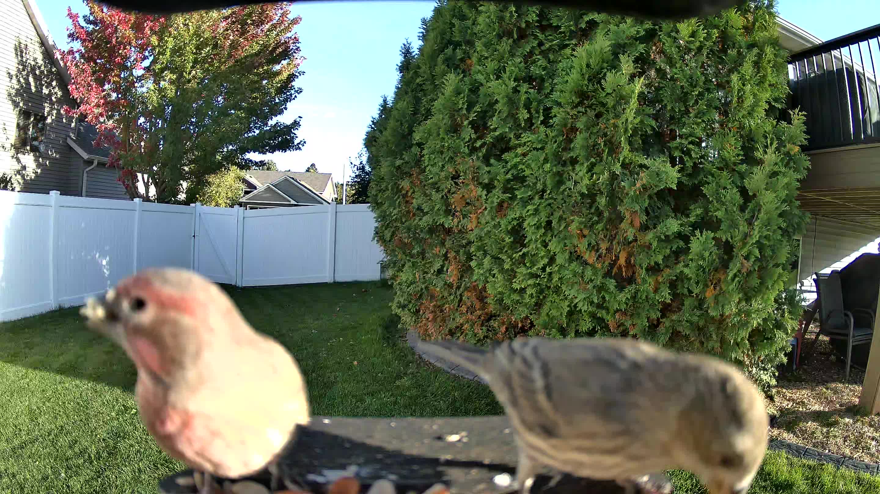 House Finch