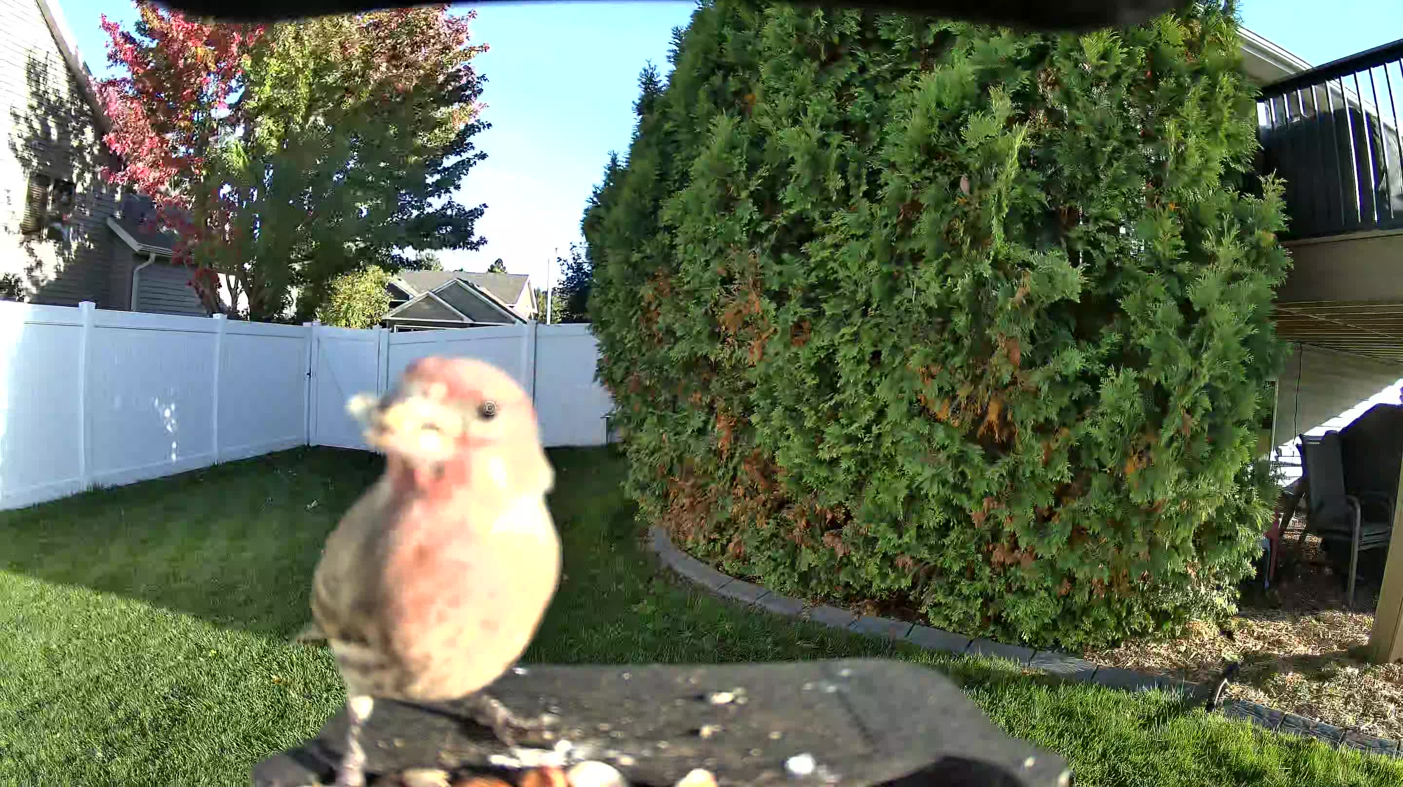 House Finch