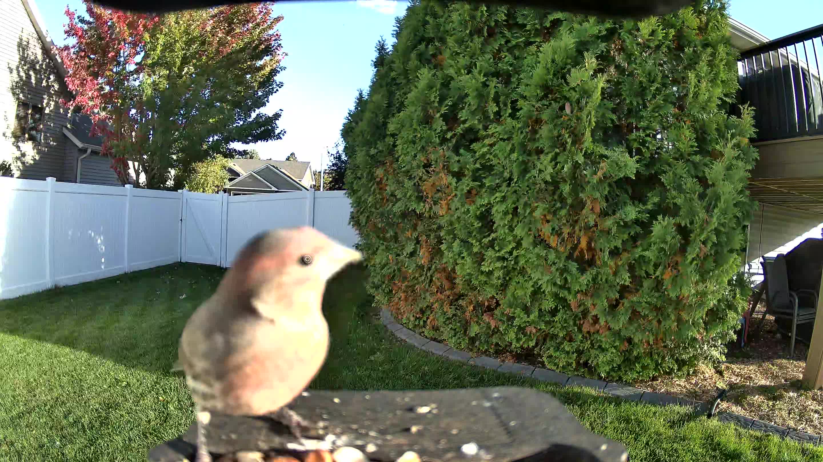 House Finch