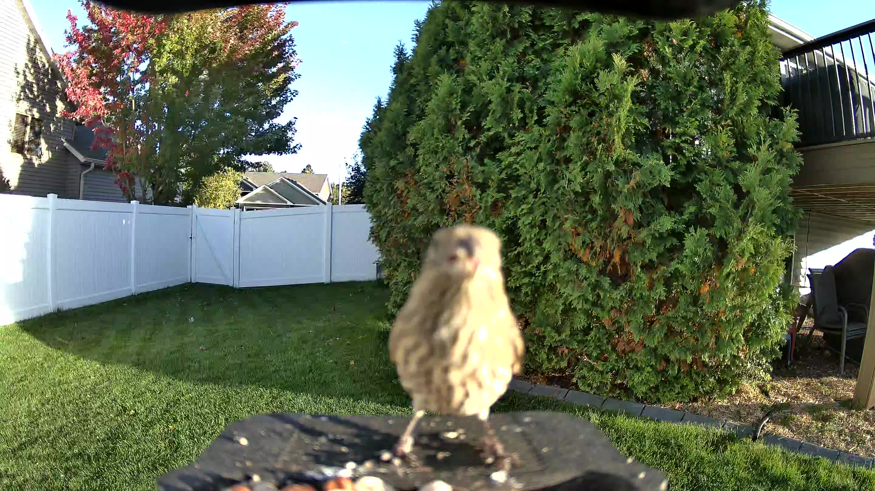 House Finch