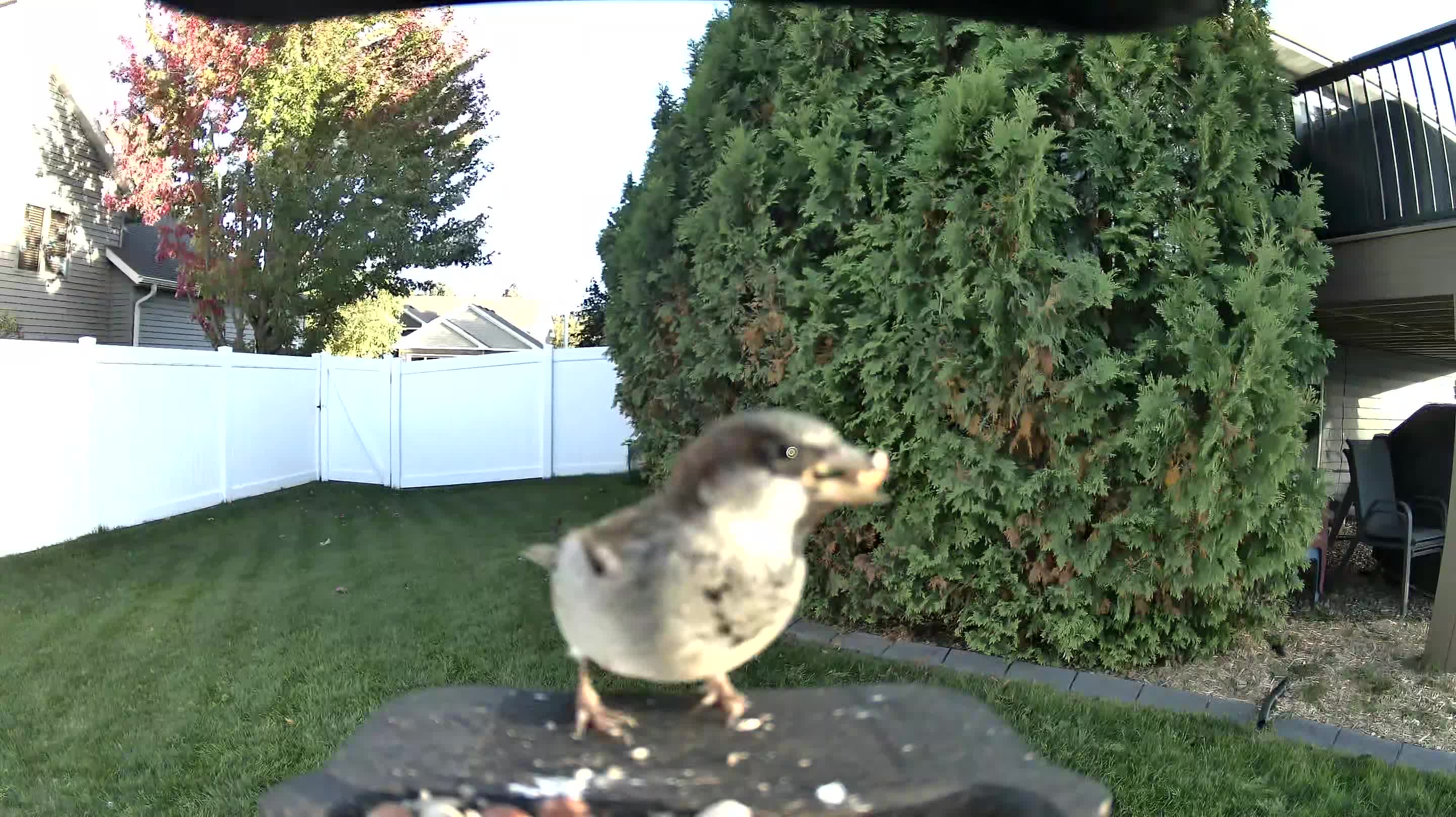House Sparrow