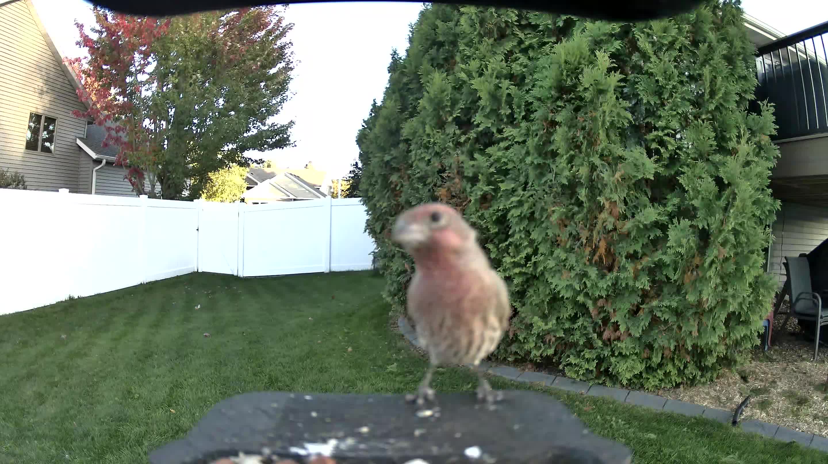 House Finch