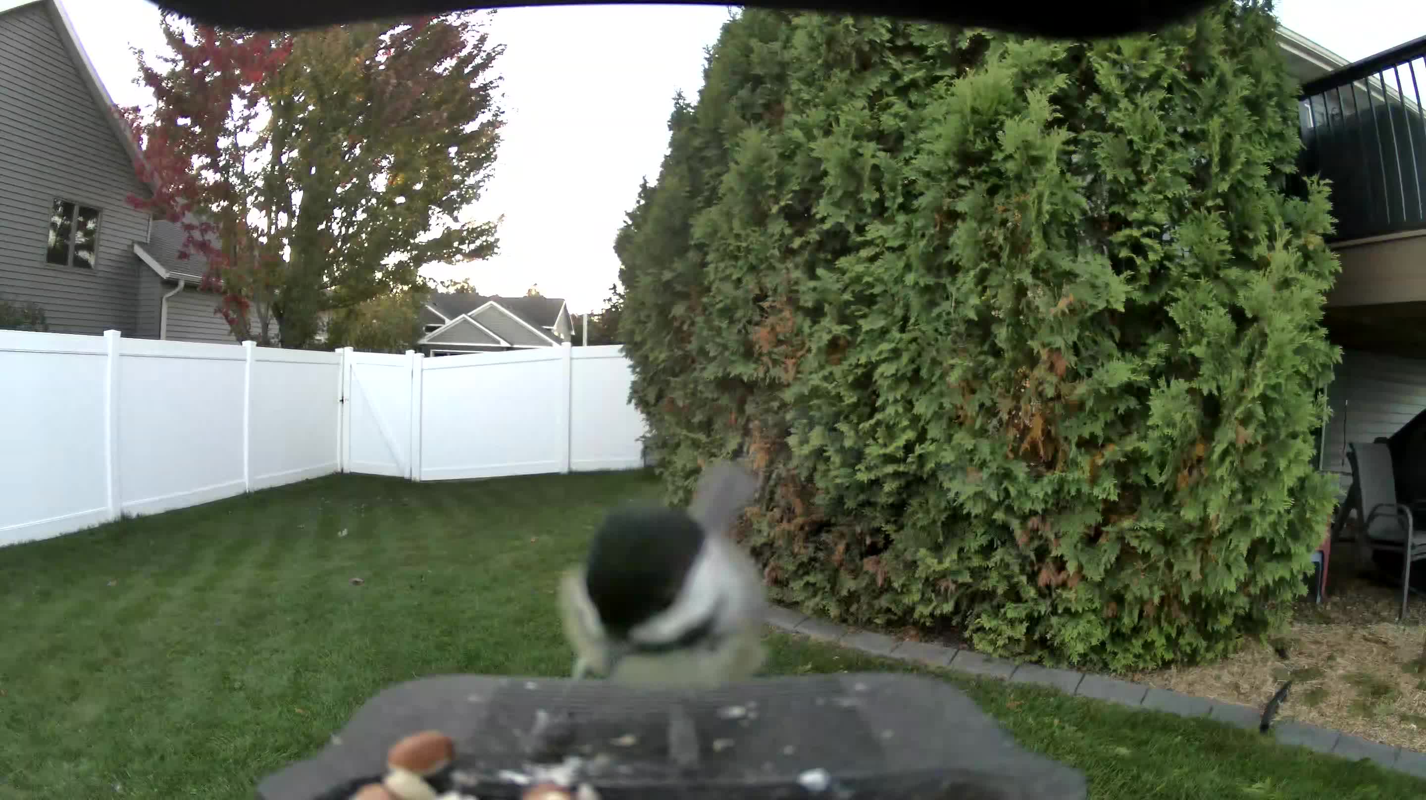Black-capped Chickadee