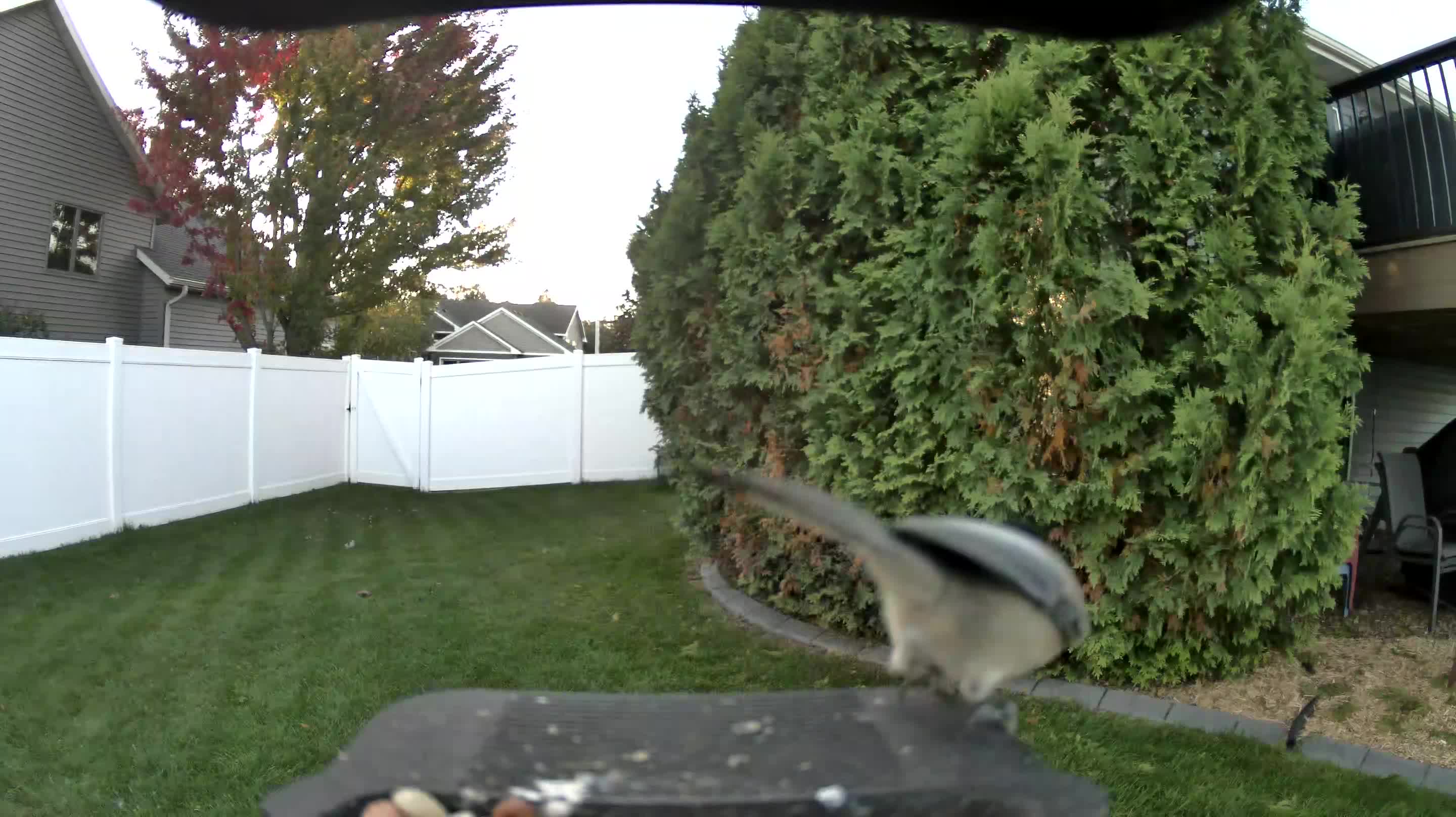Black-capped Chickadee