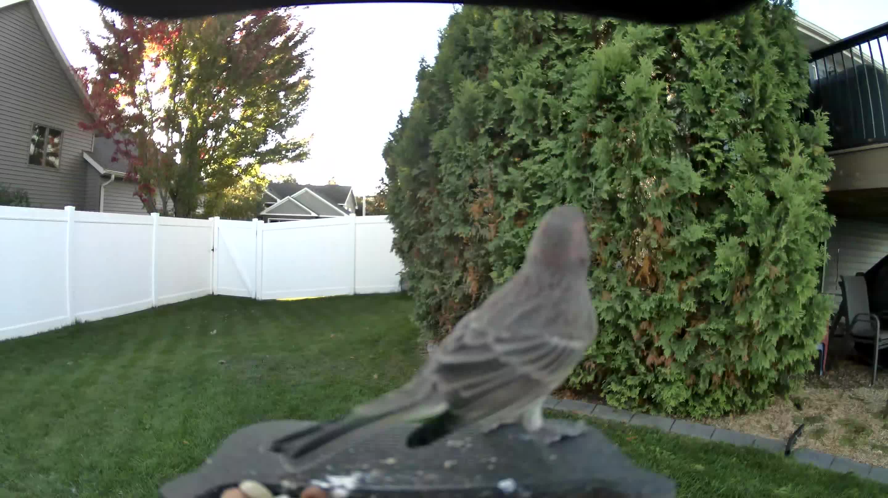 House Finch