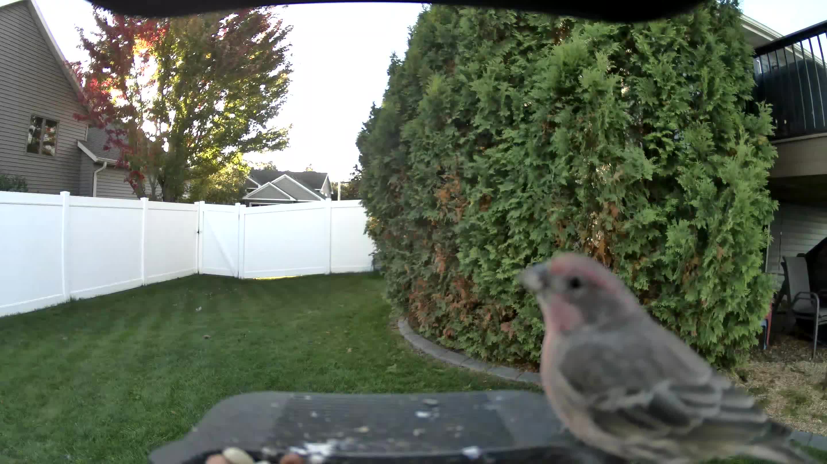 House Finch