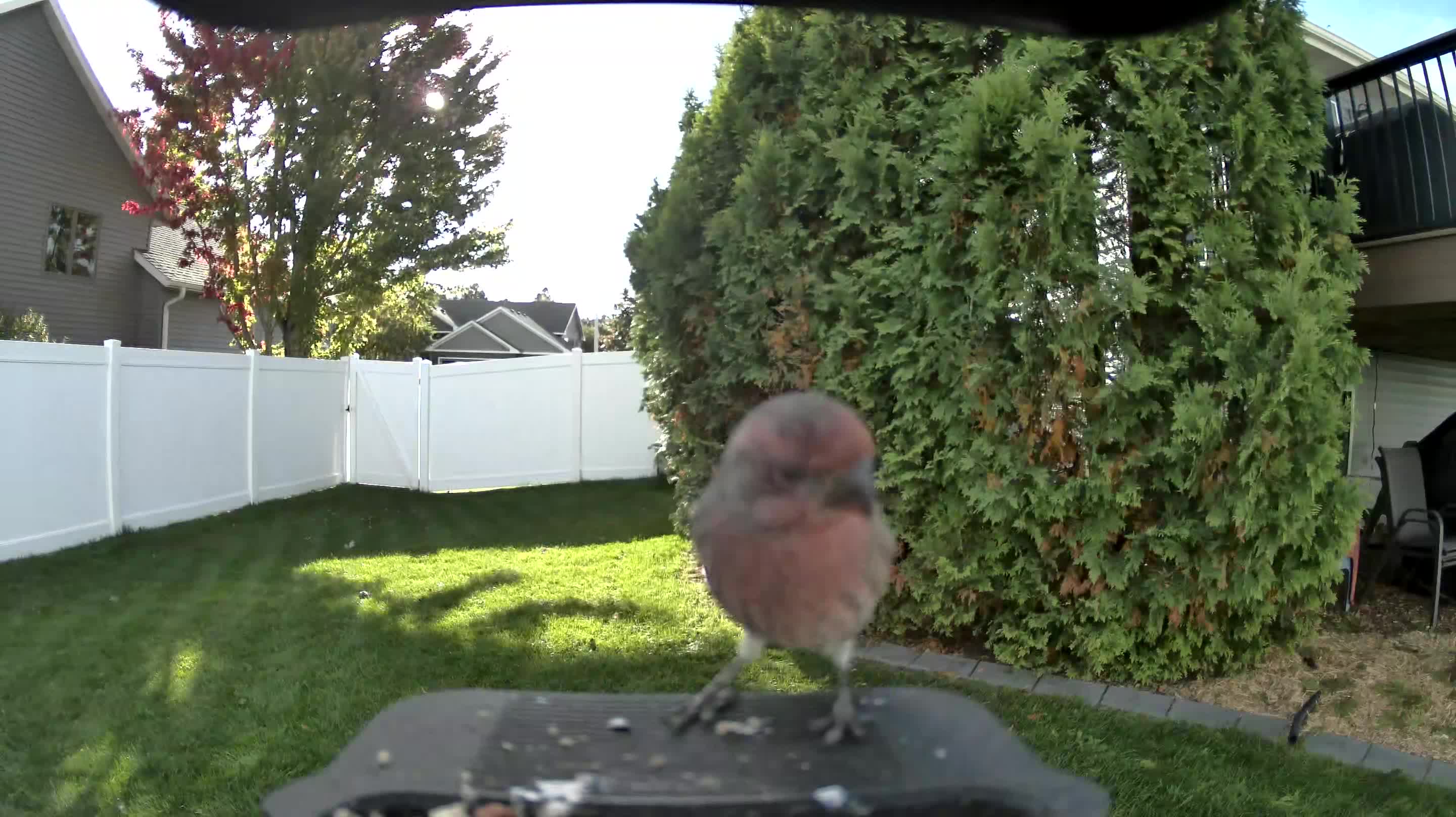 House Finch